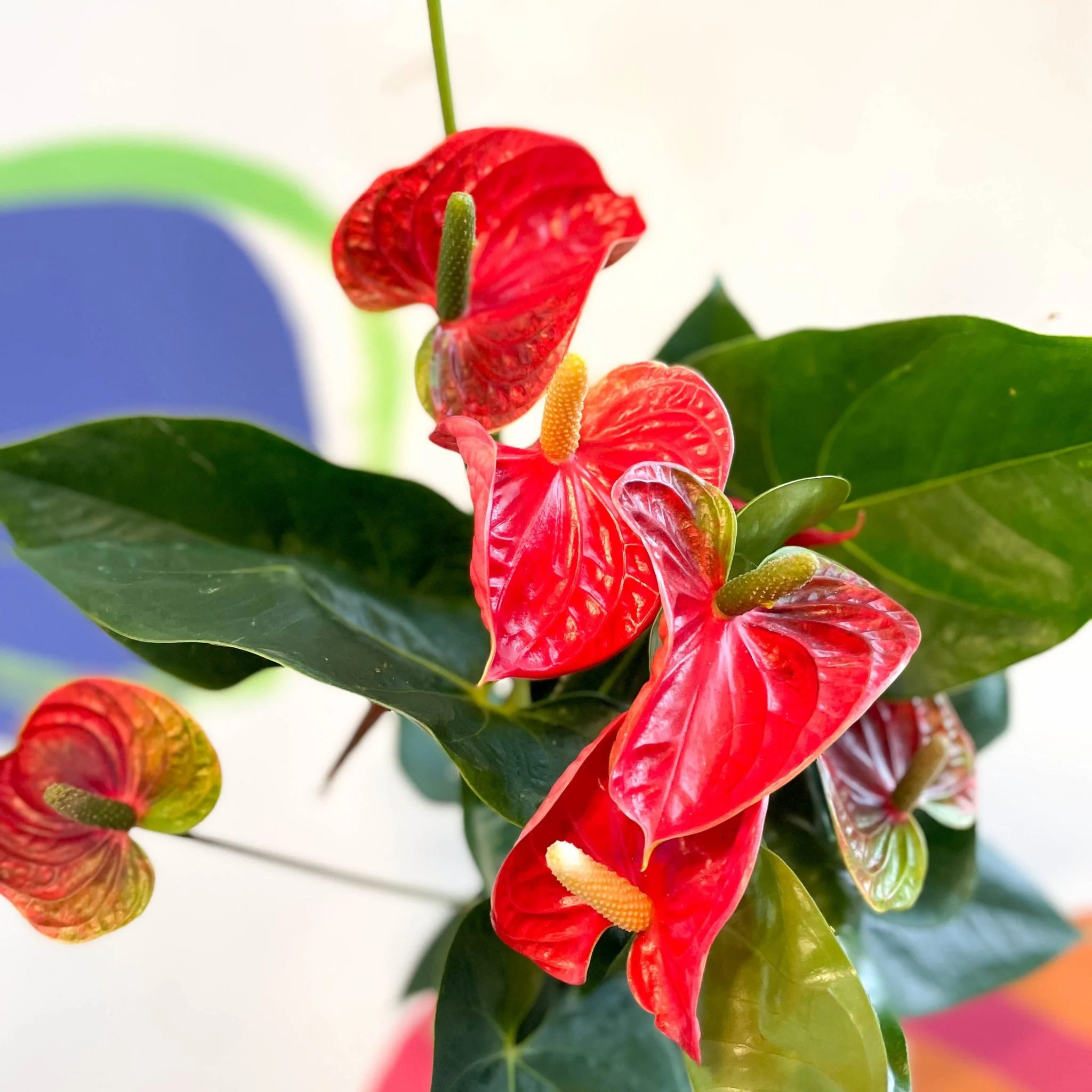 Anthurium andraeanum 'Madural' - Red Flamingo Flower - Image 4