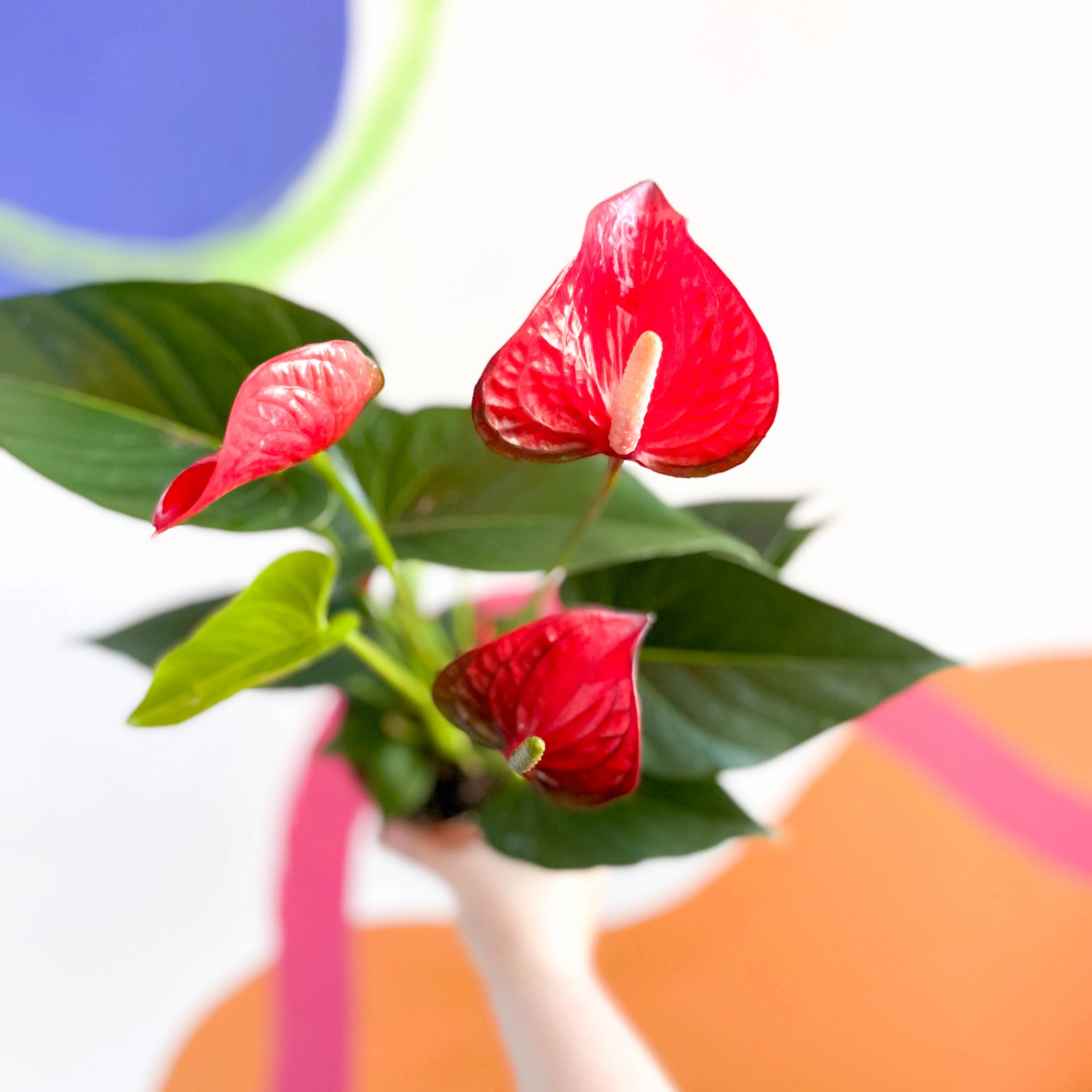 Red Flamingo Flower - Anthurium andraeanum 'Red Bull'