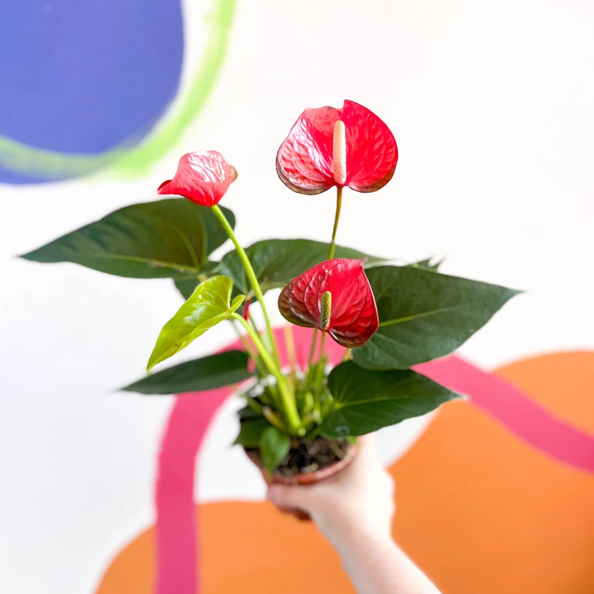 Red Flamingo Flower - Anthurium andraeanum 'Red Bull' - Image 2