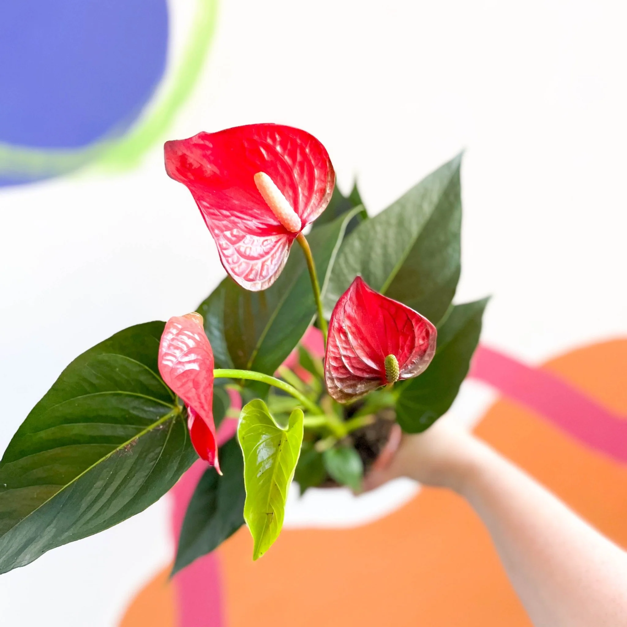 Red Flamingo Flower - Anthurium andraeanum 'Red Bull' - Image 3