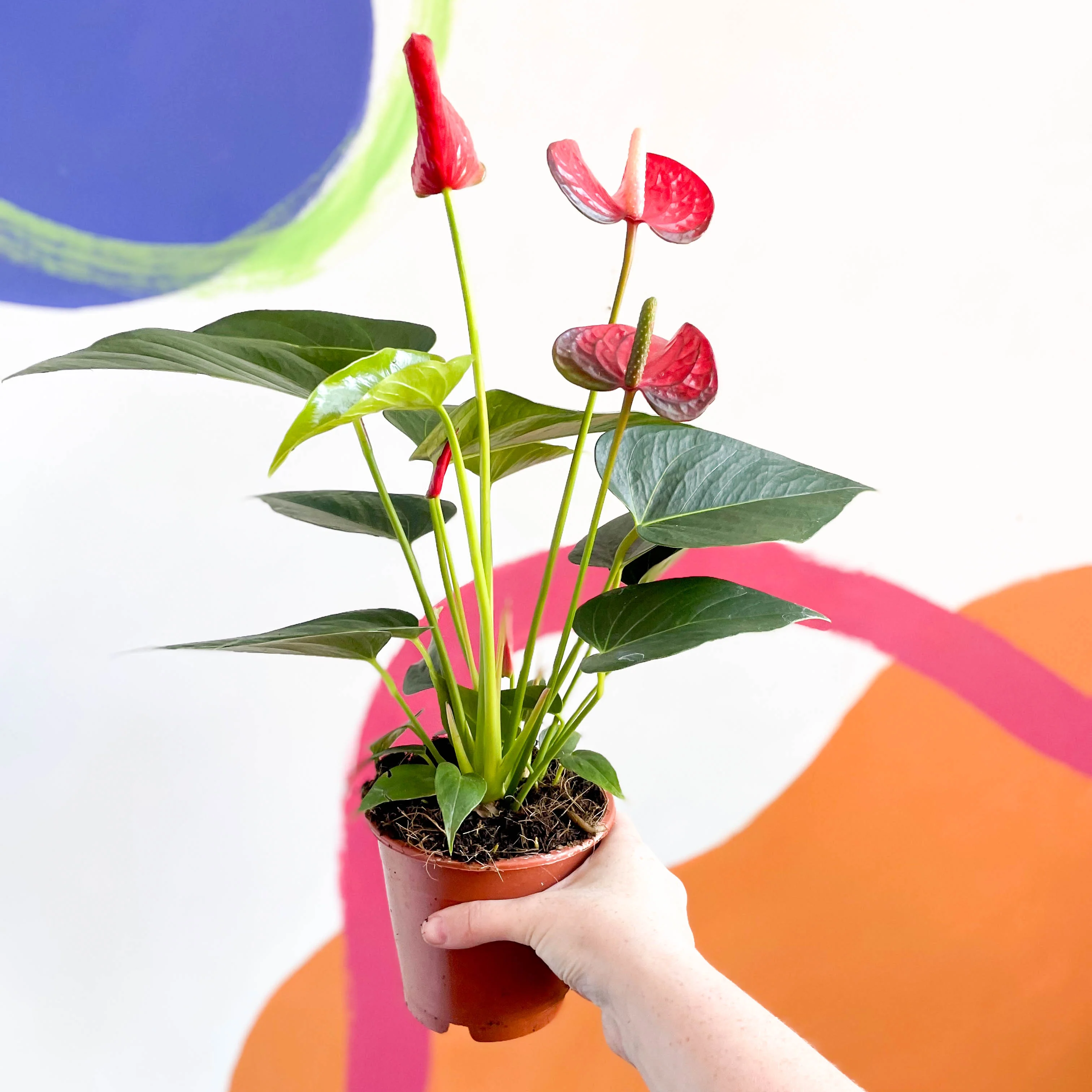 Red Flamingo Flower - Anthurium andraeanum 'Red Bull' - Image 4