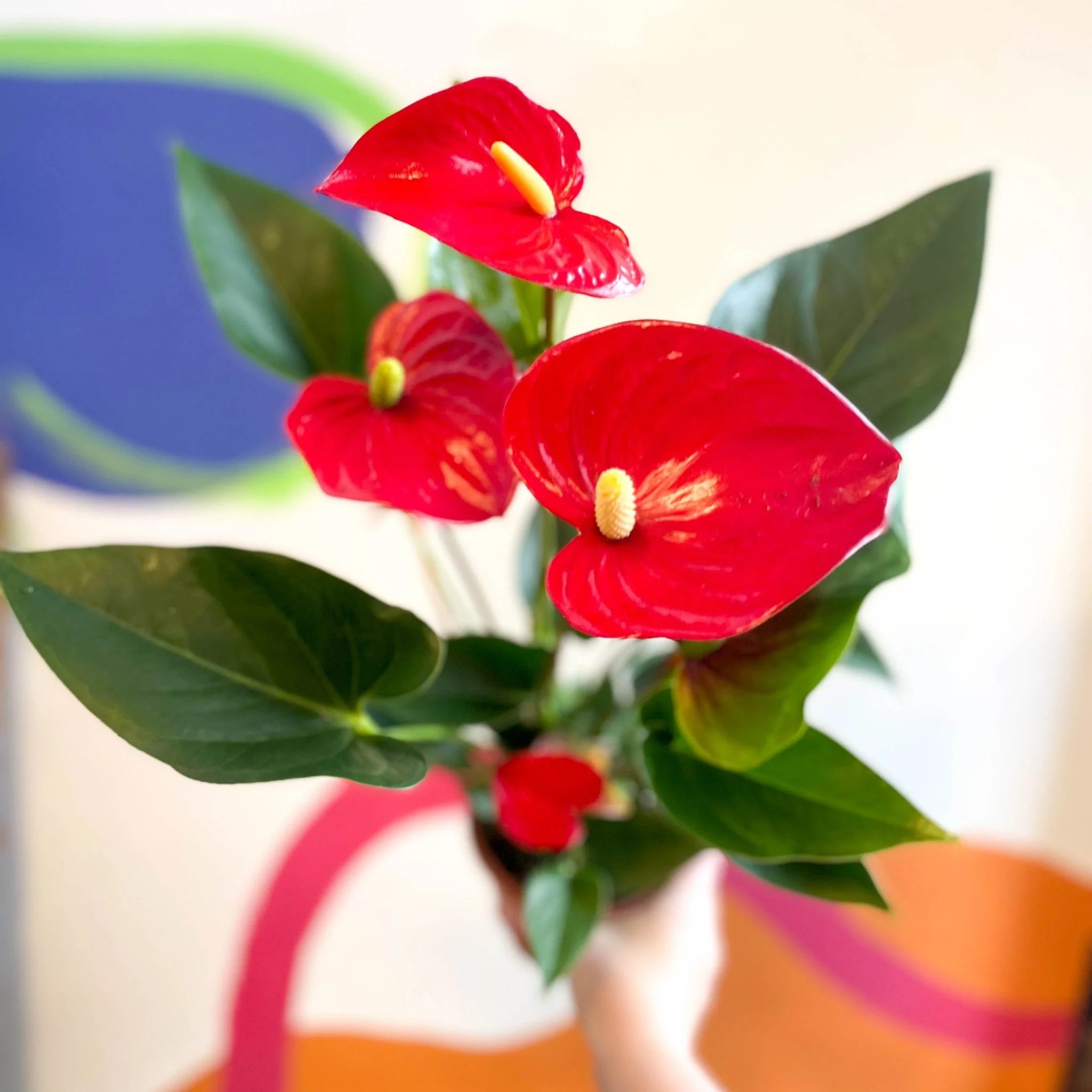 Red Flamingo Flower - Anthurium andraeanum 'Red Bull' - Image 5