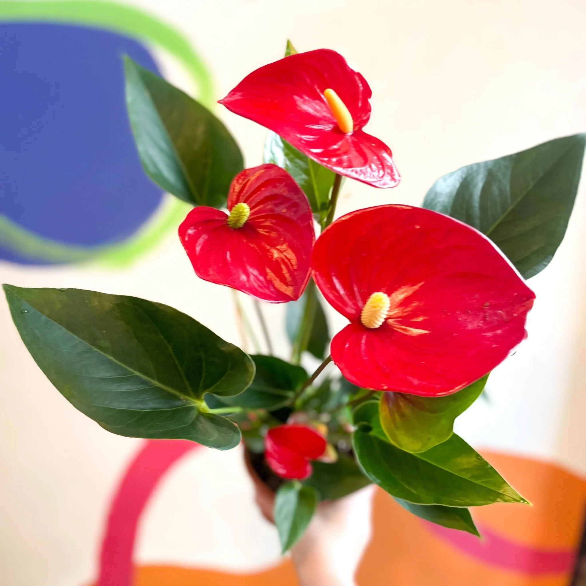 Red Flamingo Flower - Anthurium andraeanum 'Red Bull' - Image 6