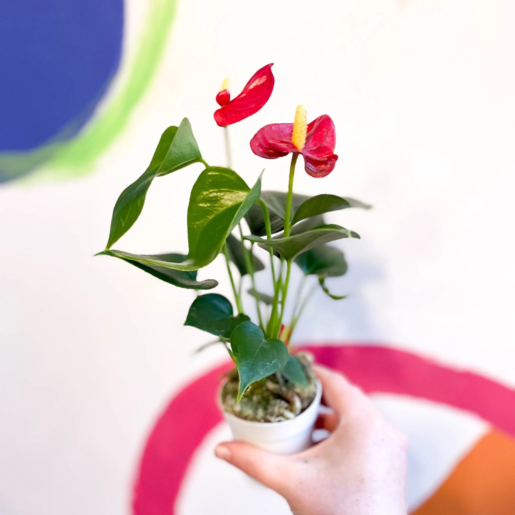 Red Flamingo Flower - Anthurium andraeanum 'Red Champion' - Image 2