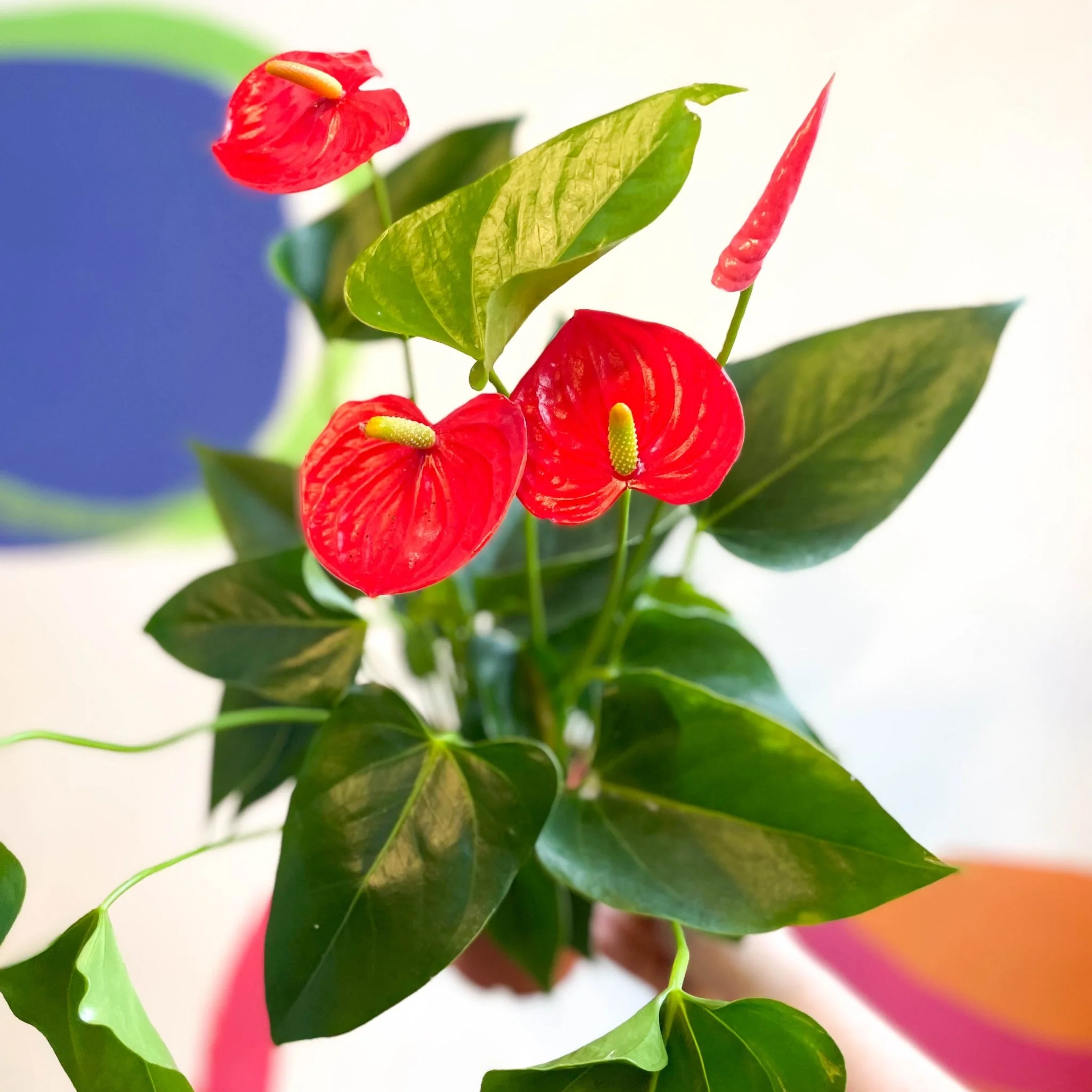Red Flamingo Flower - Anthurium andraeanum 'Red Champion' - Image 6