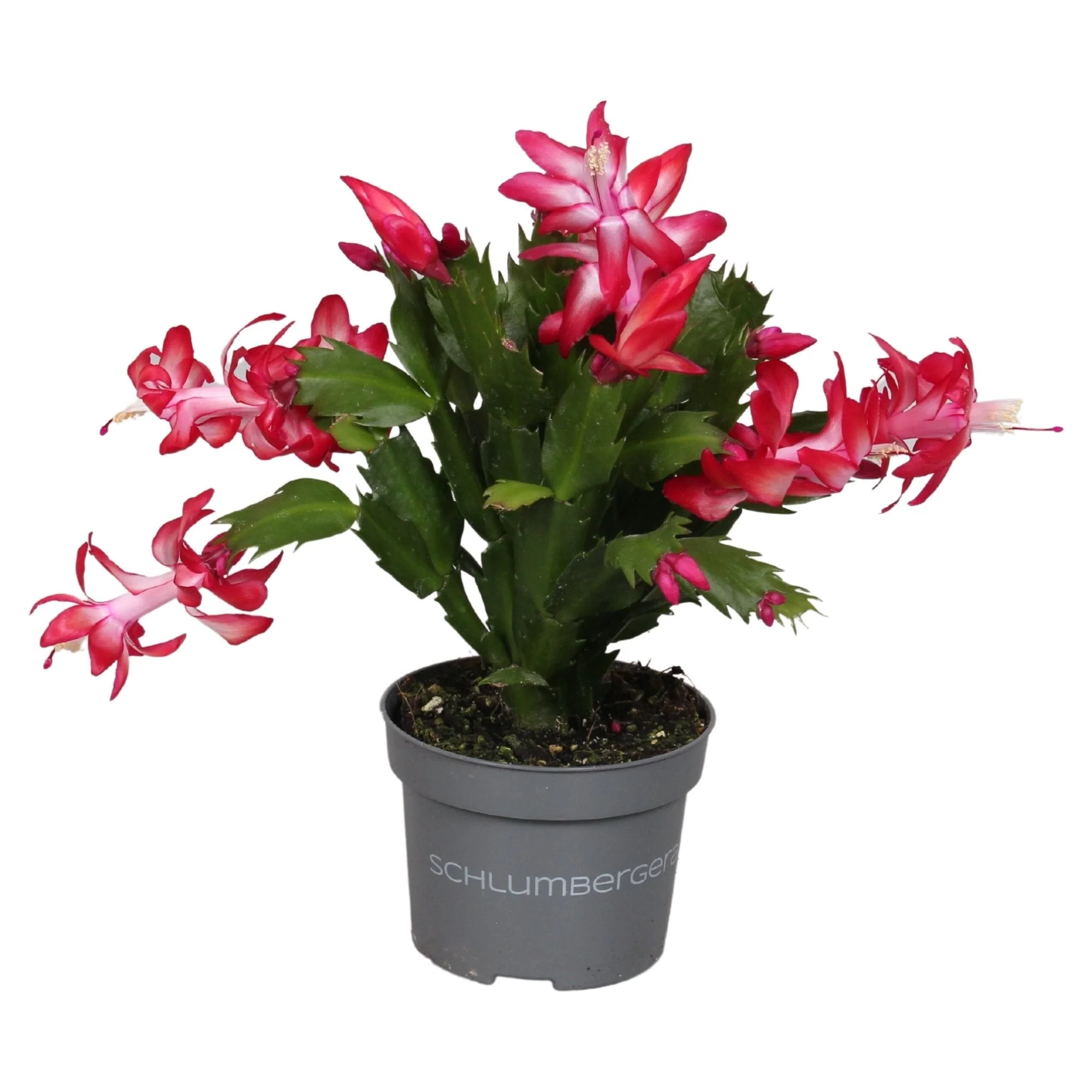 Schlumbergera truncata 'Zaraika'