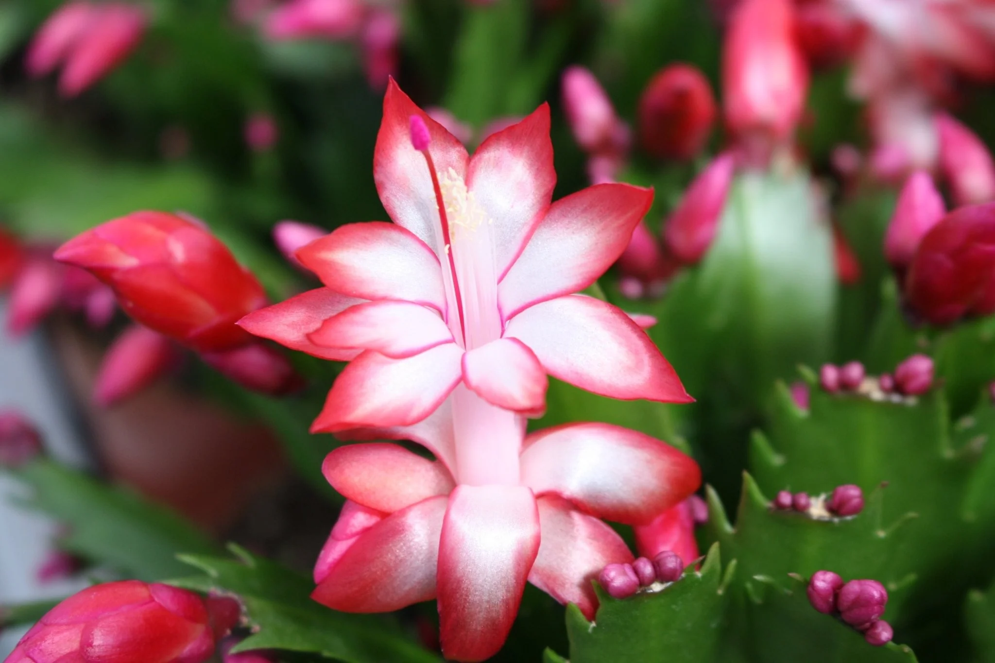 Schlumbergera truncata 'Zaraika' - Image 2