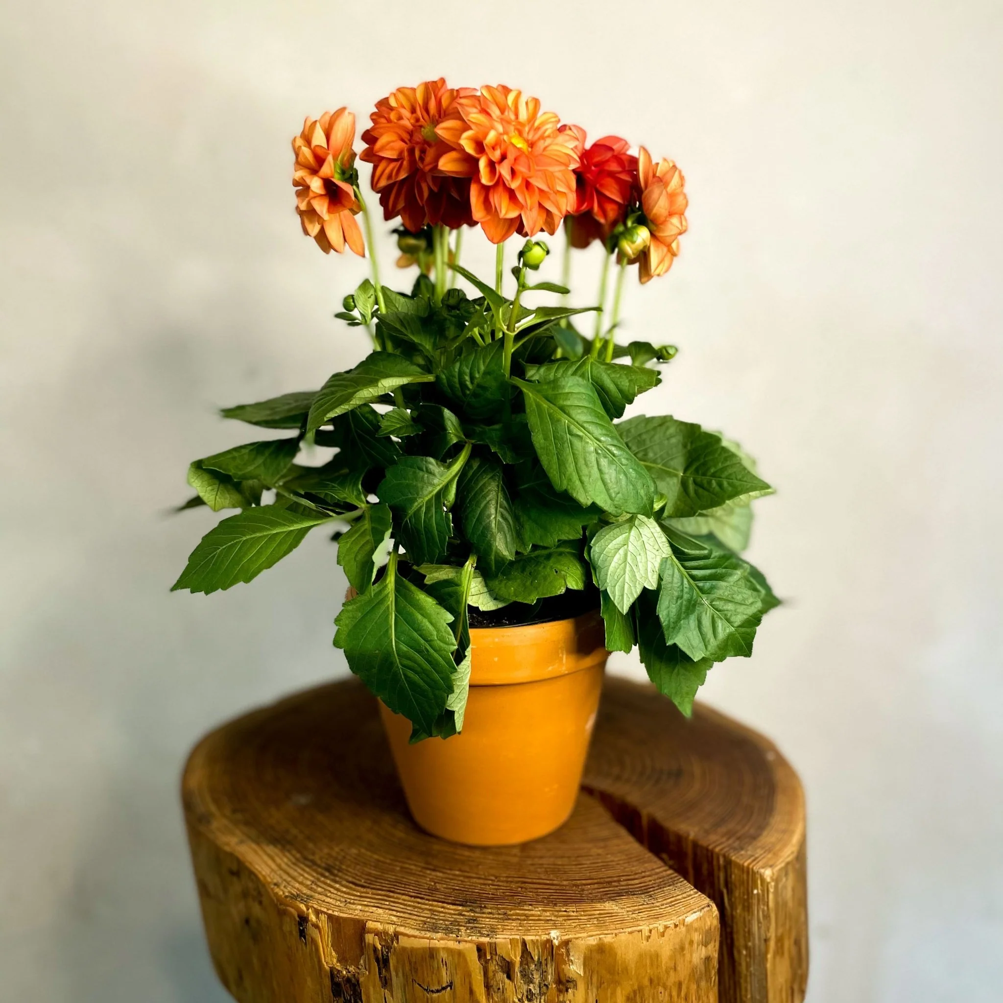 Red Orange Dahlia 'Royal'