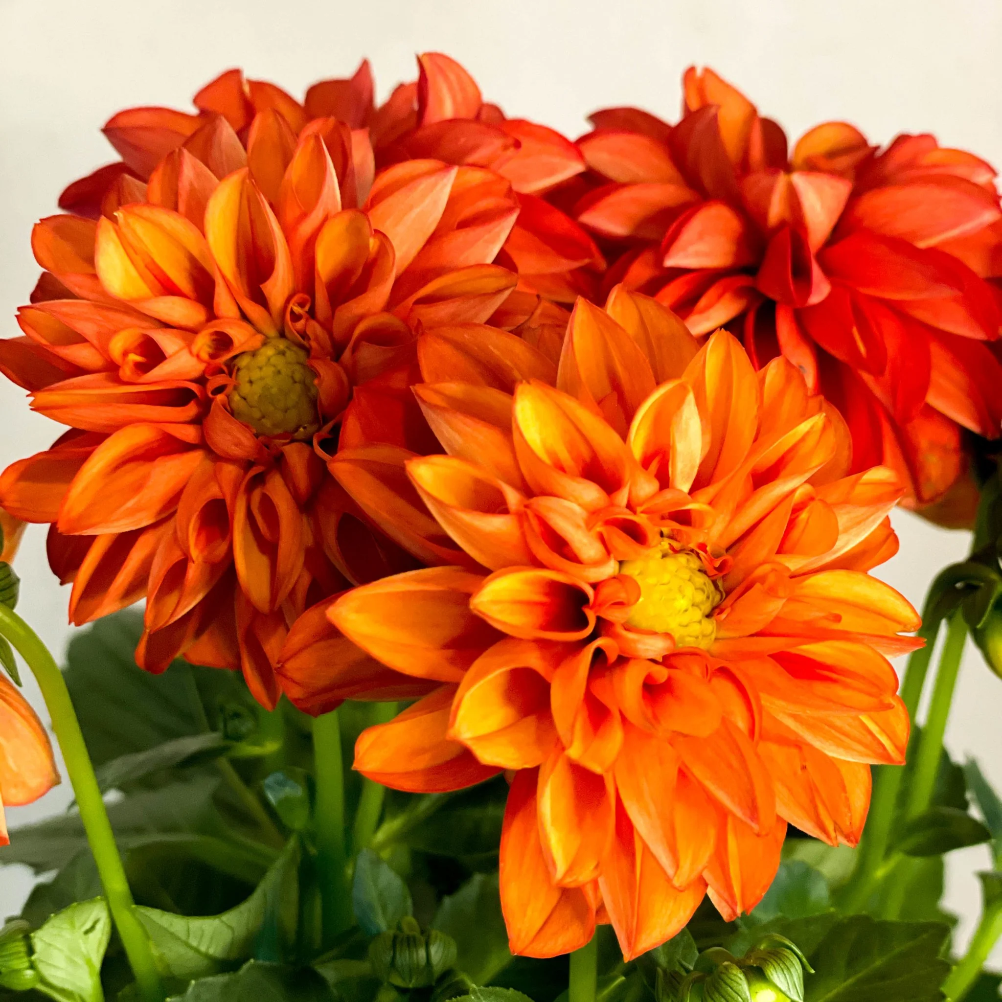 Red Orange Dahlia 'Royal' - Image 2