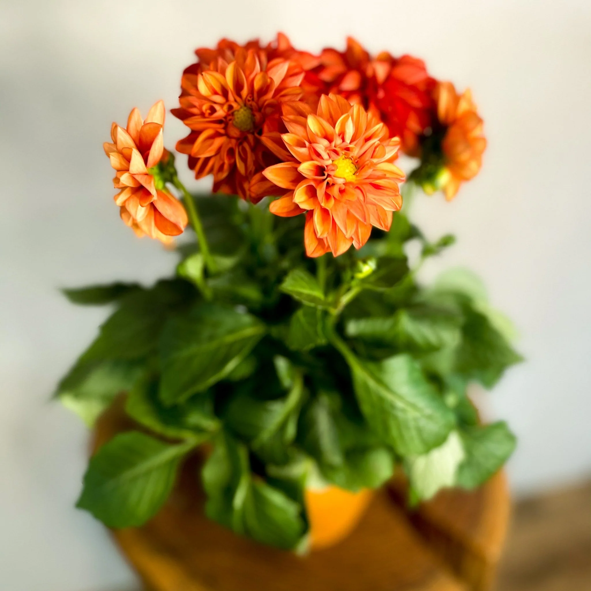 Red Orange Dahlia 'Royal' - Image 3