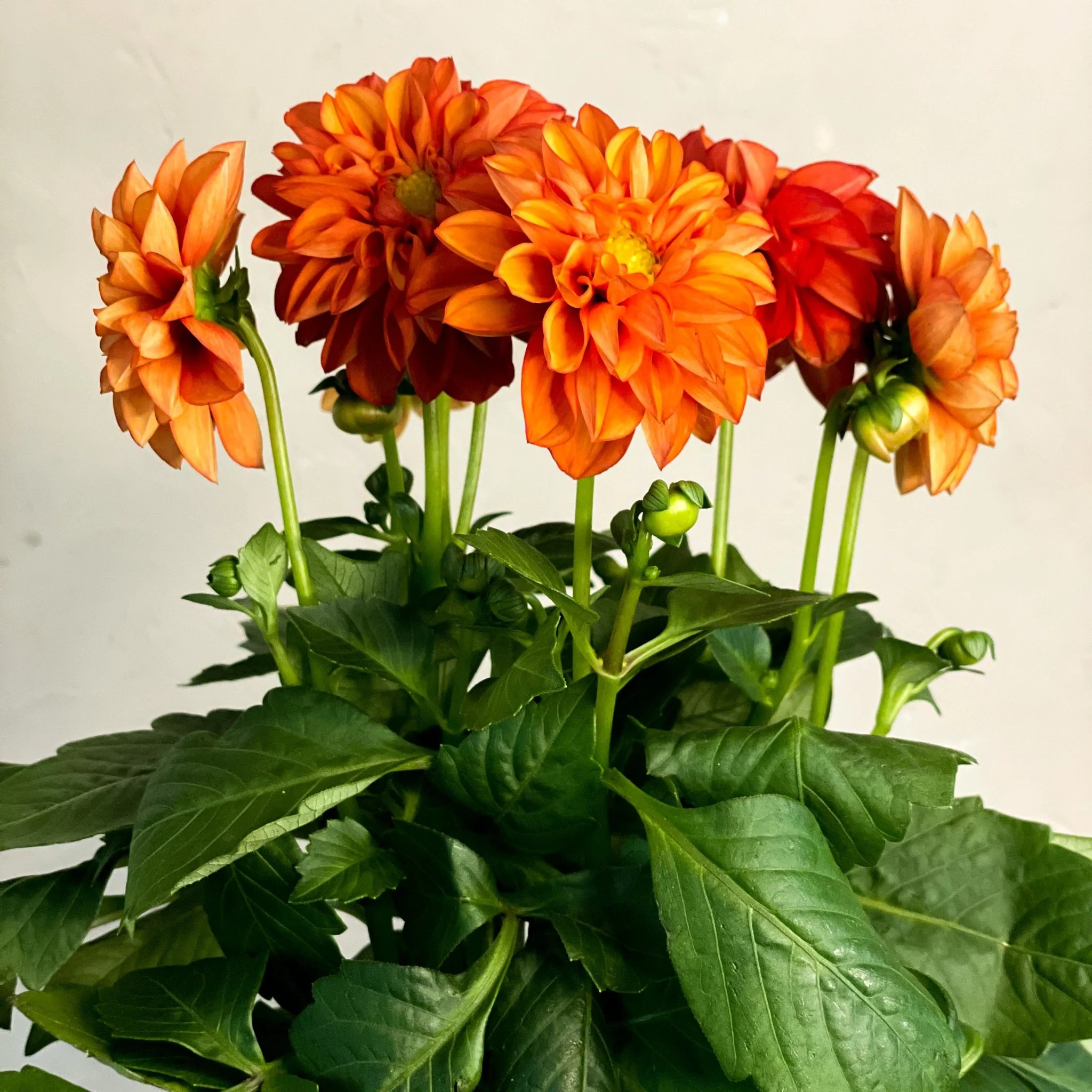 Red Orange Dahlia 'Royal' - Image 4