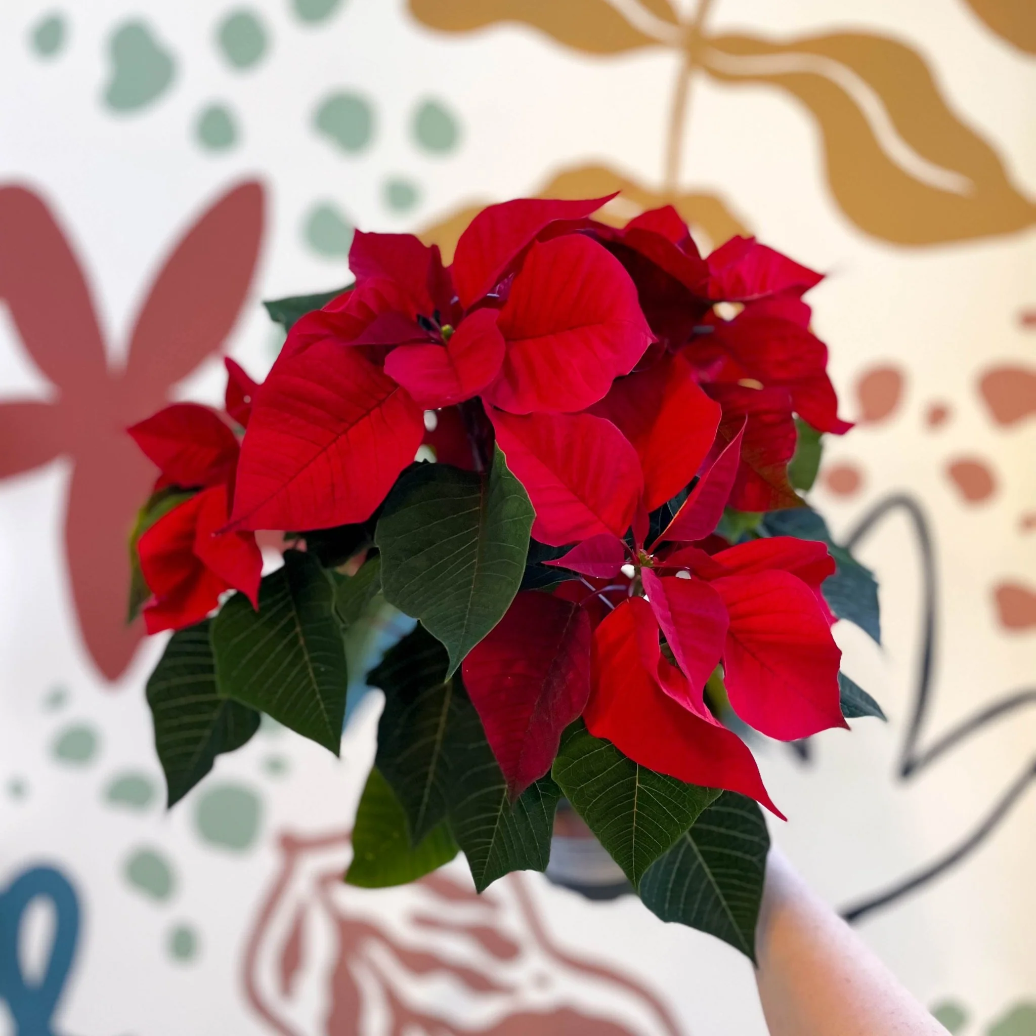 Red Poinsettia - Euphorbia pulcherrima - British Grown
