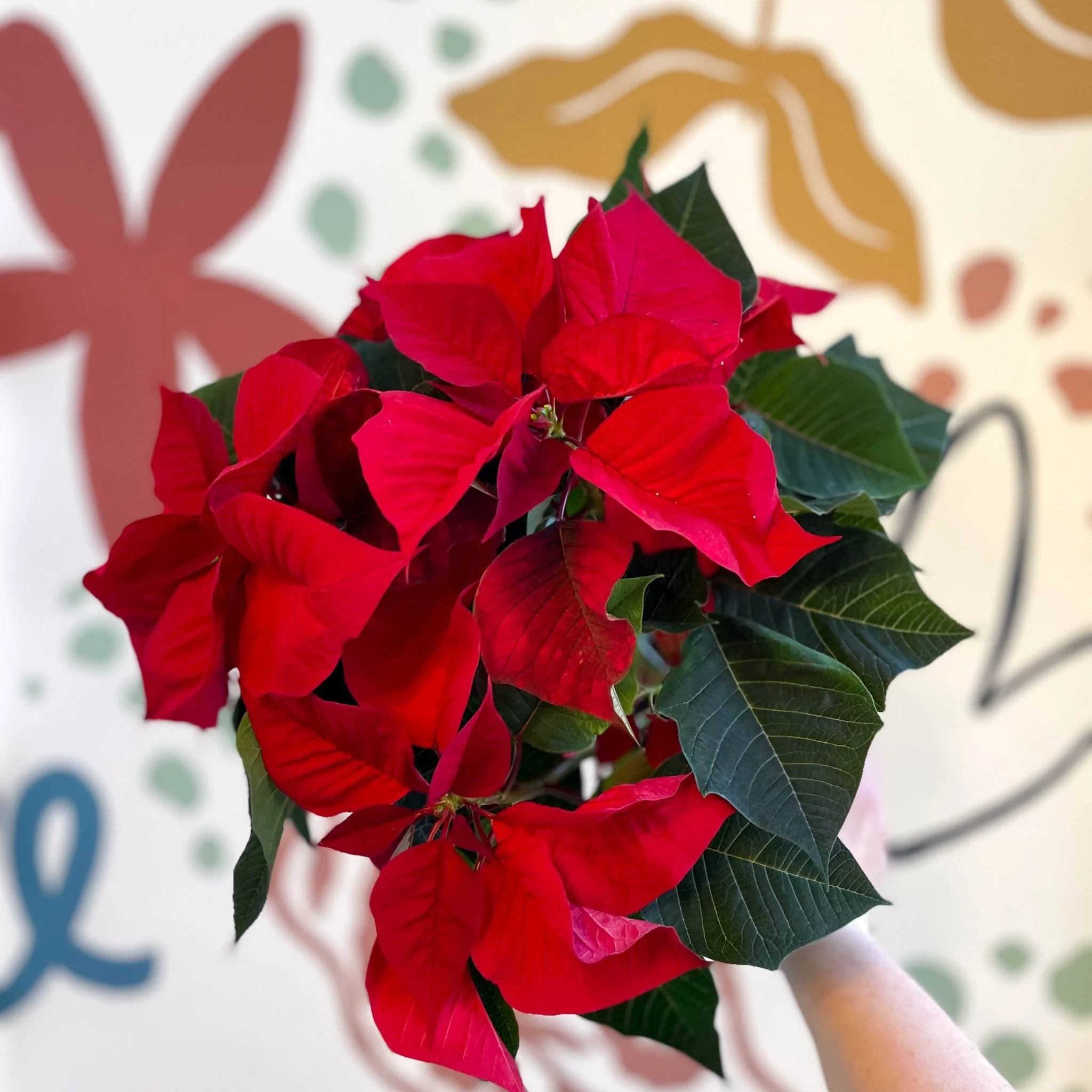 Red Poinsettia - Euphorbia pulcherrima - British Grown - Image 2