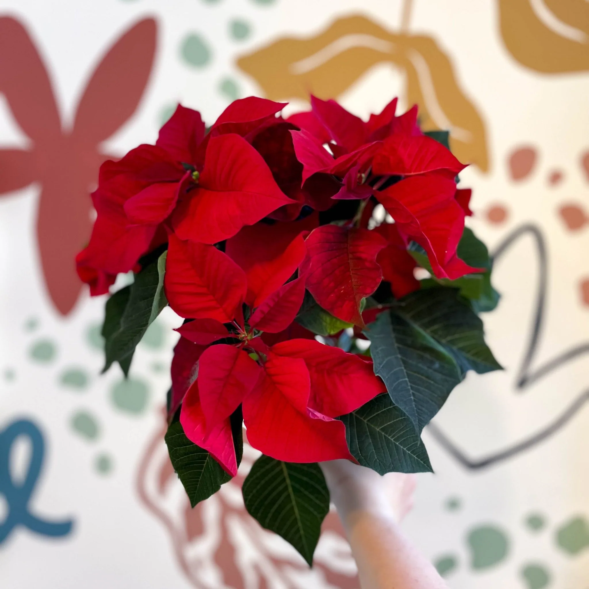 Red Poinsettia - Euphorbia pulcherrima - British Grown - Image 3