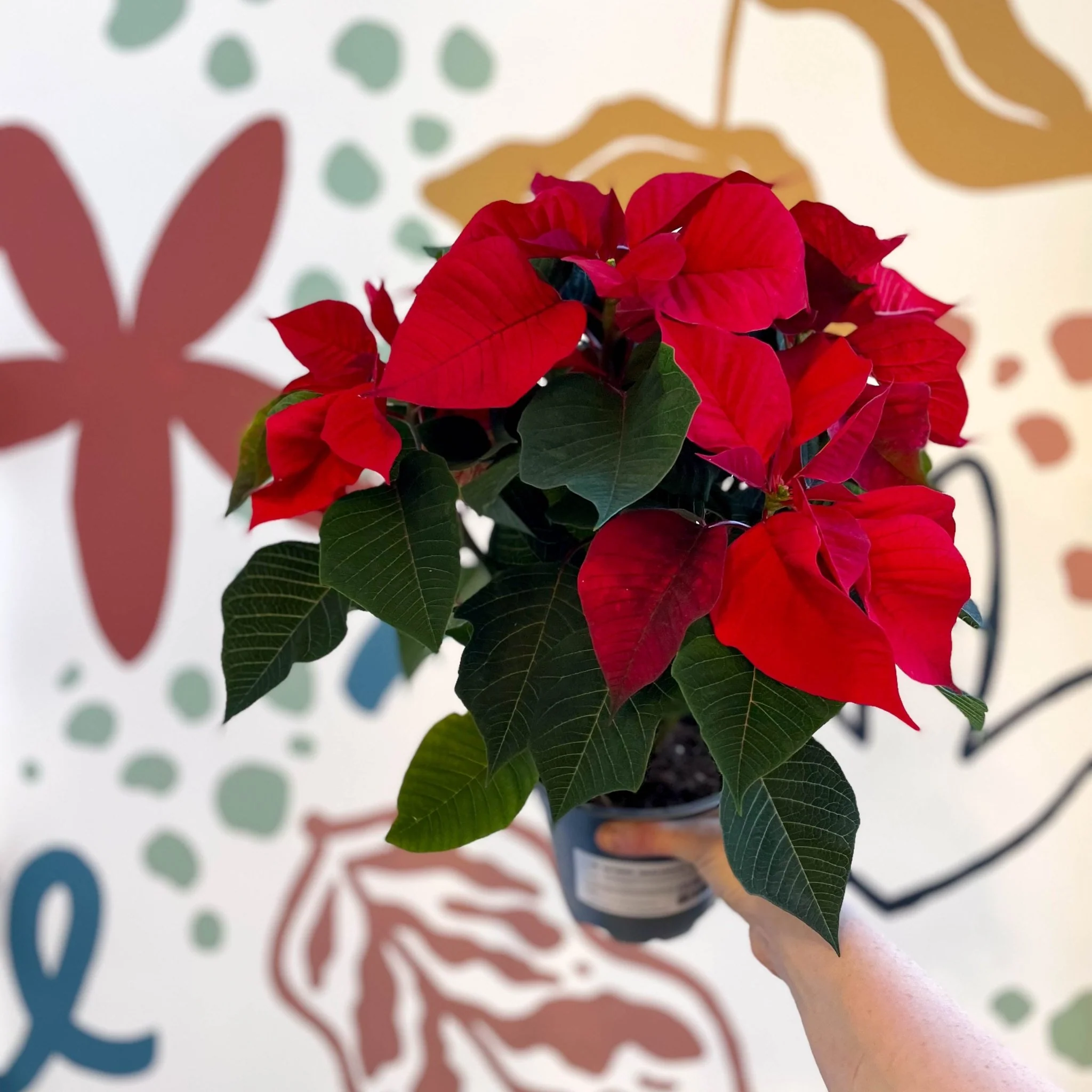 Red Poinsettia - Euphorbia pulcherrima - British Grown - Image 4