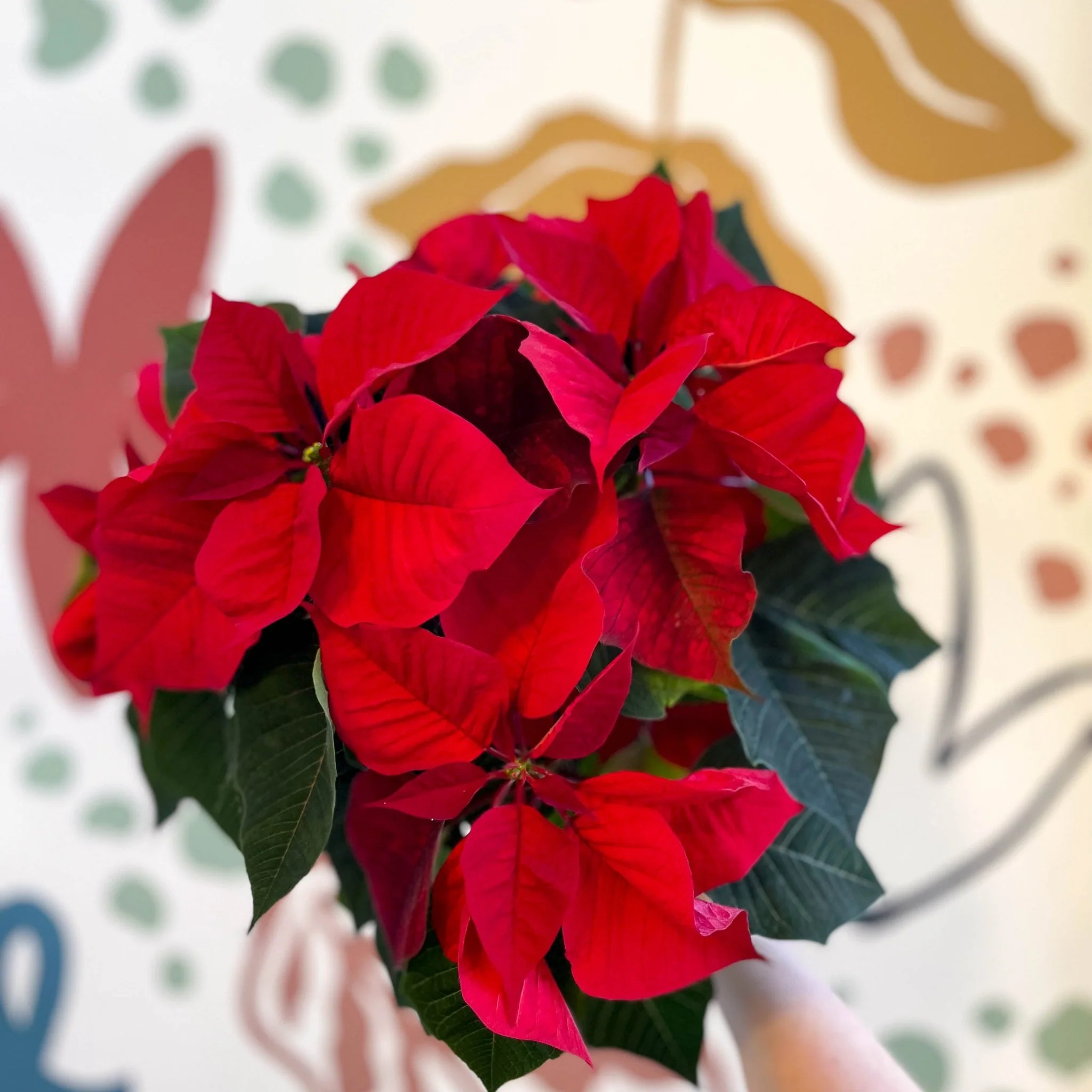 Red Poinsettia - Euphorbia pulcherrima - British Grown - Image 5