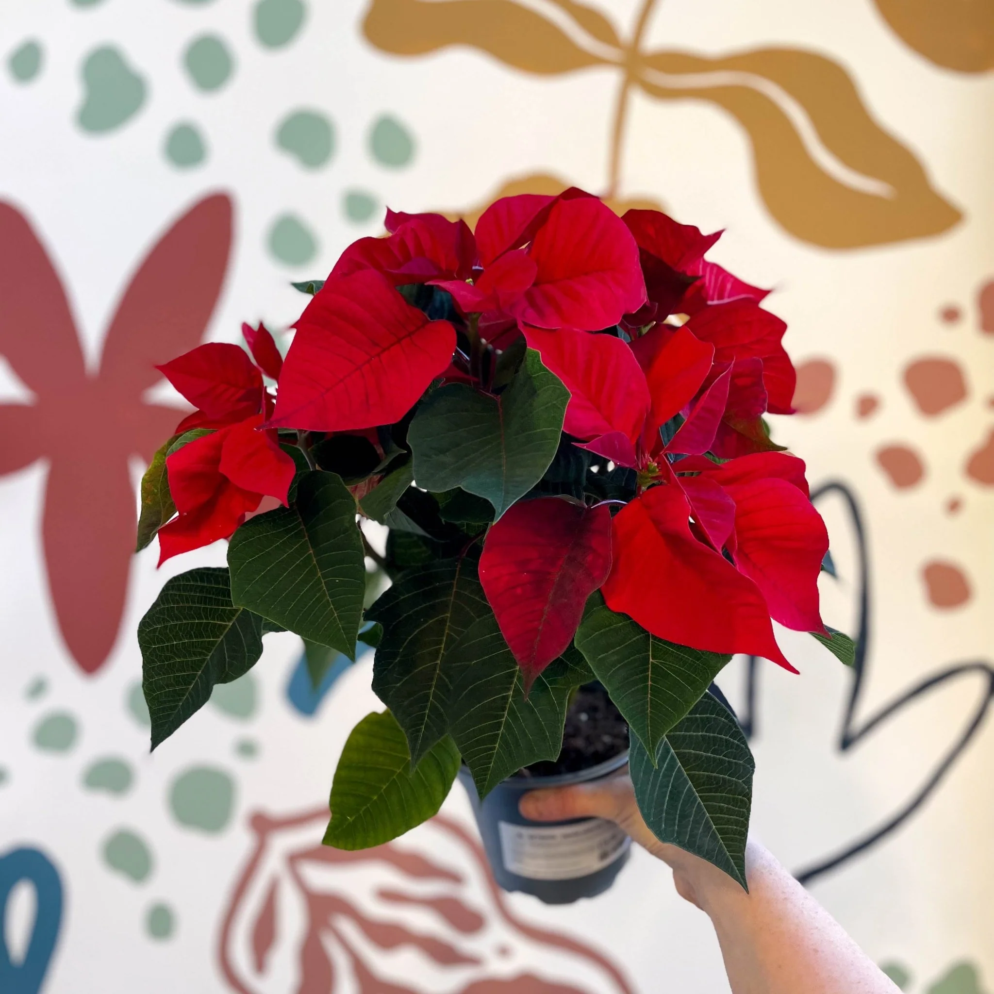 Red Poinsettia - Euphorbia pulcherrima - British Grown - Image 6