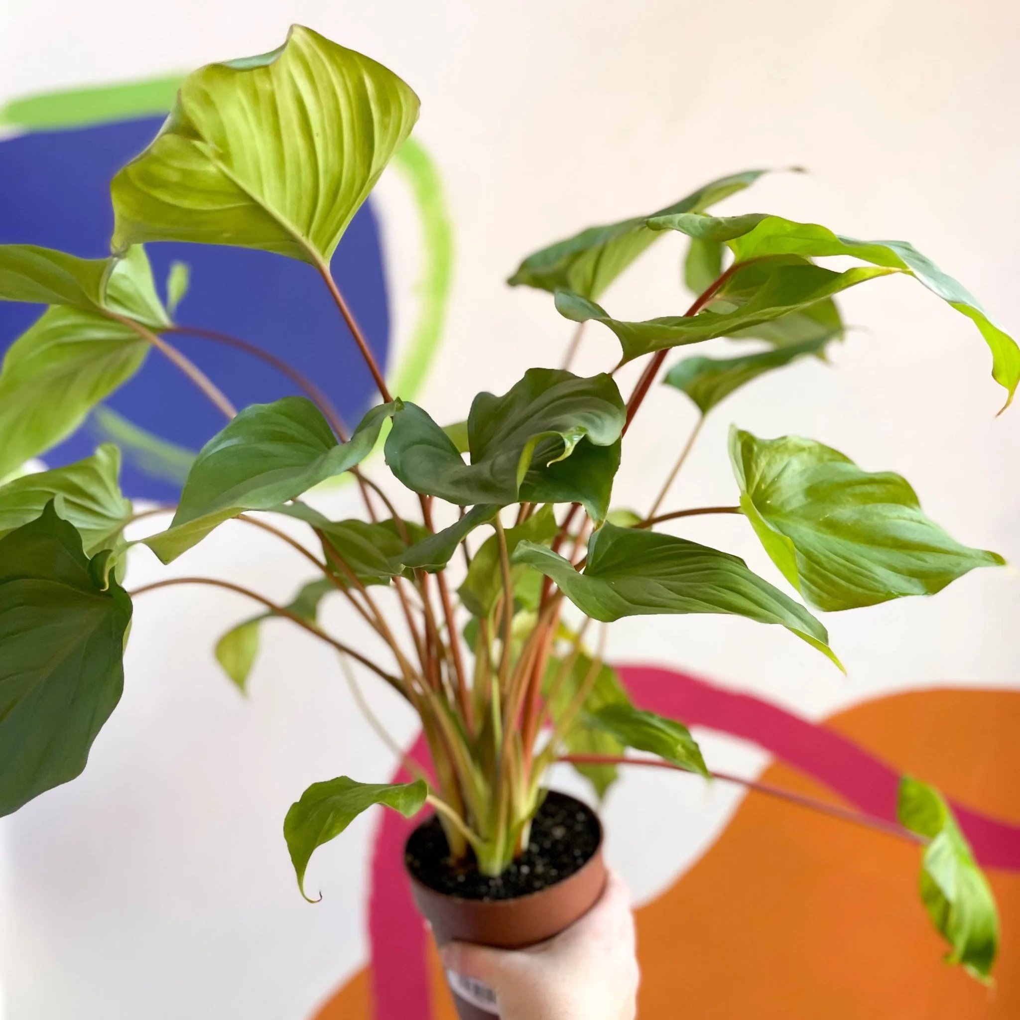 Homalomena rubescens 'Maggy' - Shield Plant