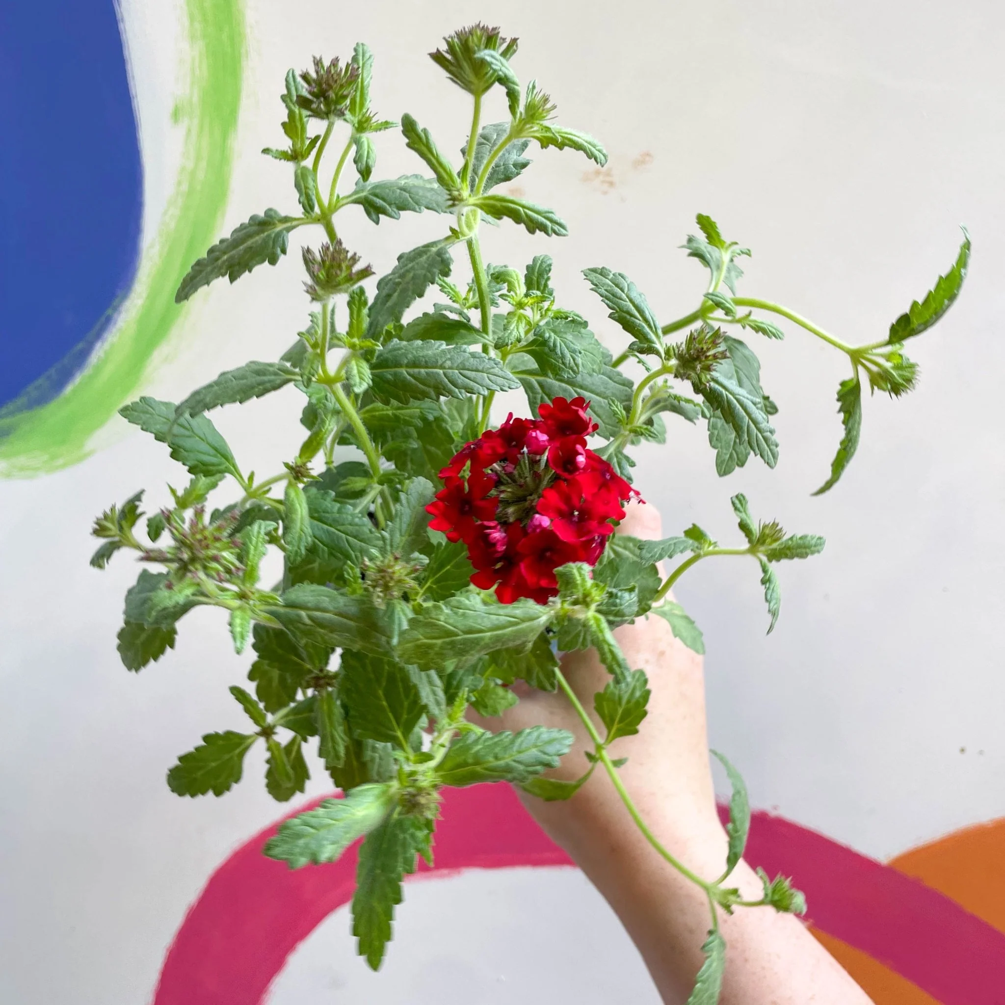 Red Verbena 'Showboat Dark Red' - British Grown