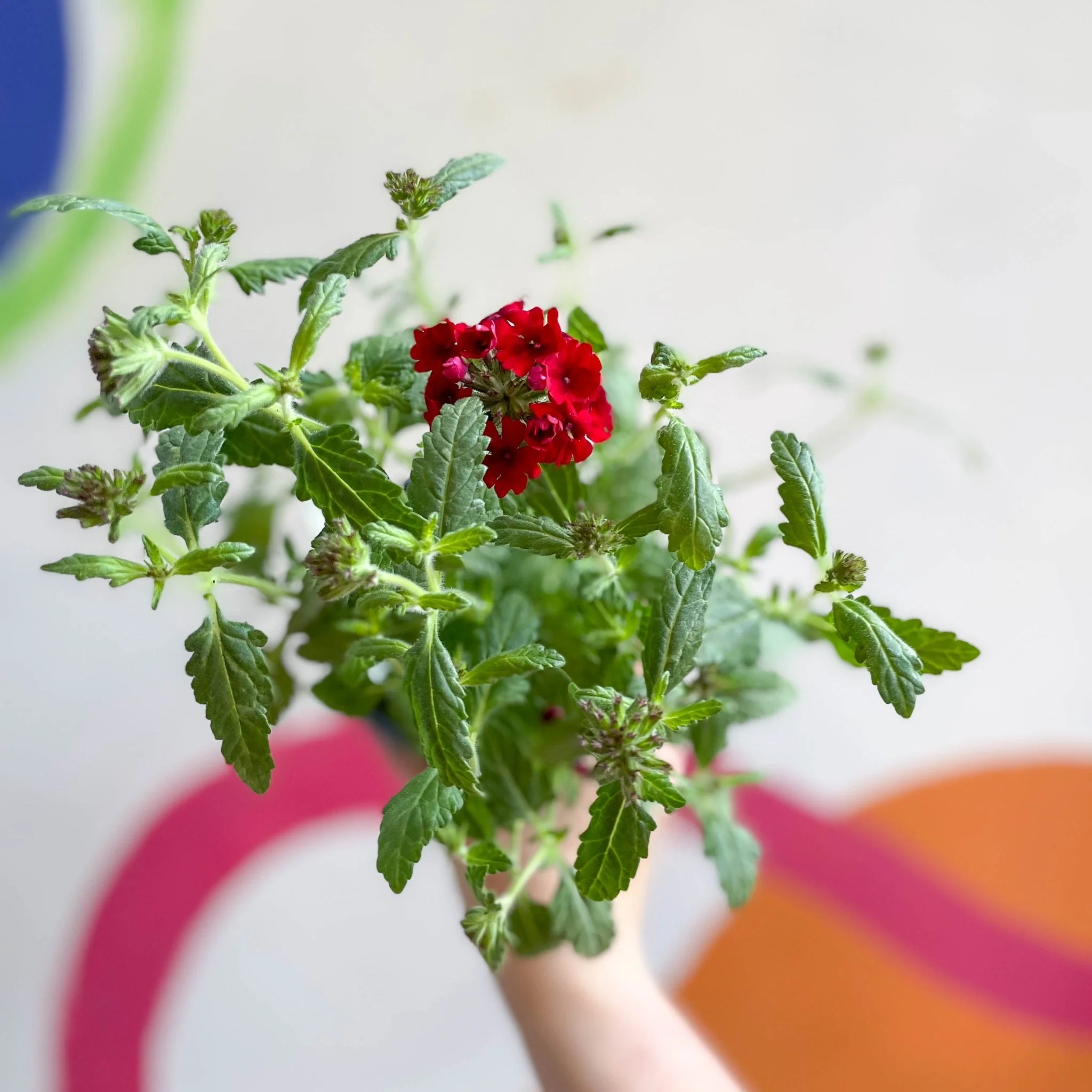 Red Verbena 'Showboat Dark Red' - British Grown - Image 2