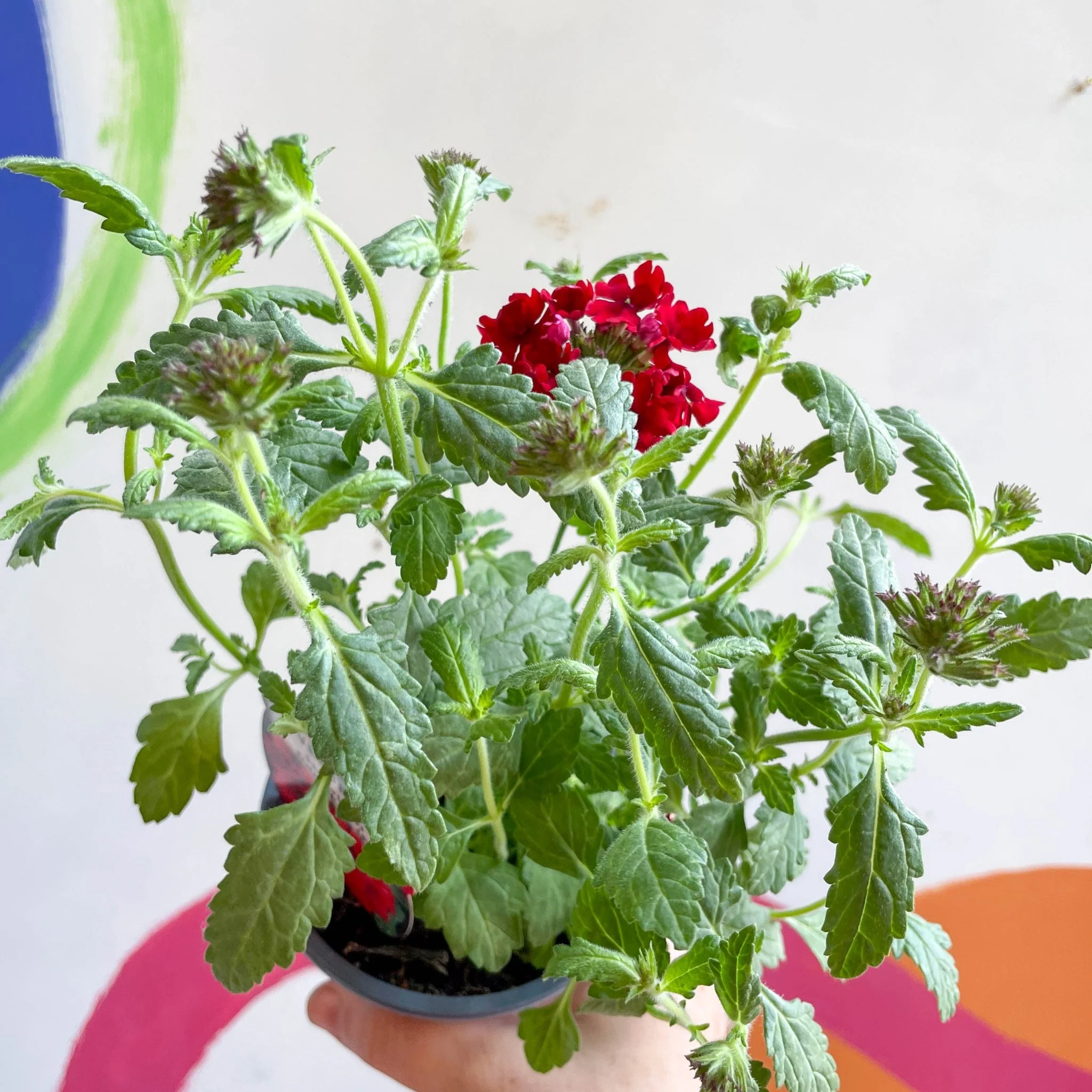Red Verbena 'Showboat Dark Red' - British Grown - Image 3