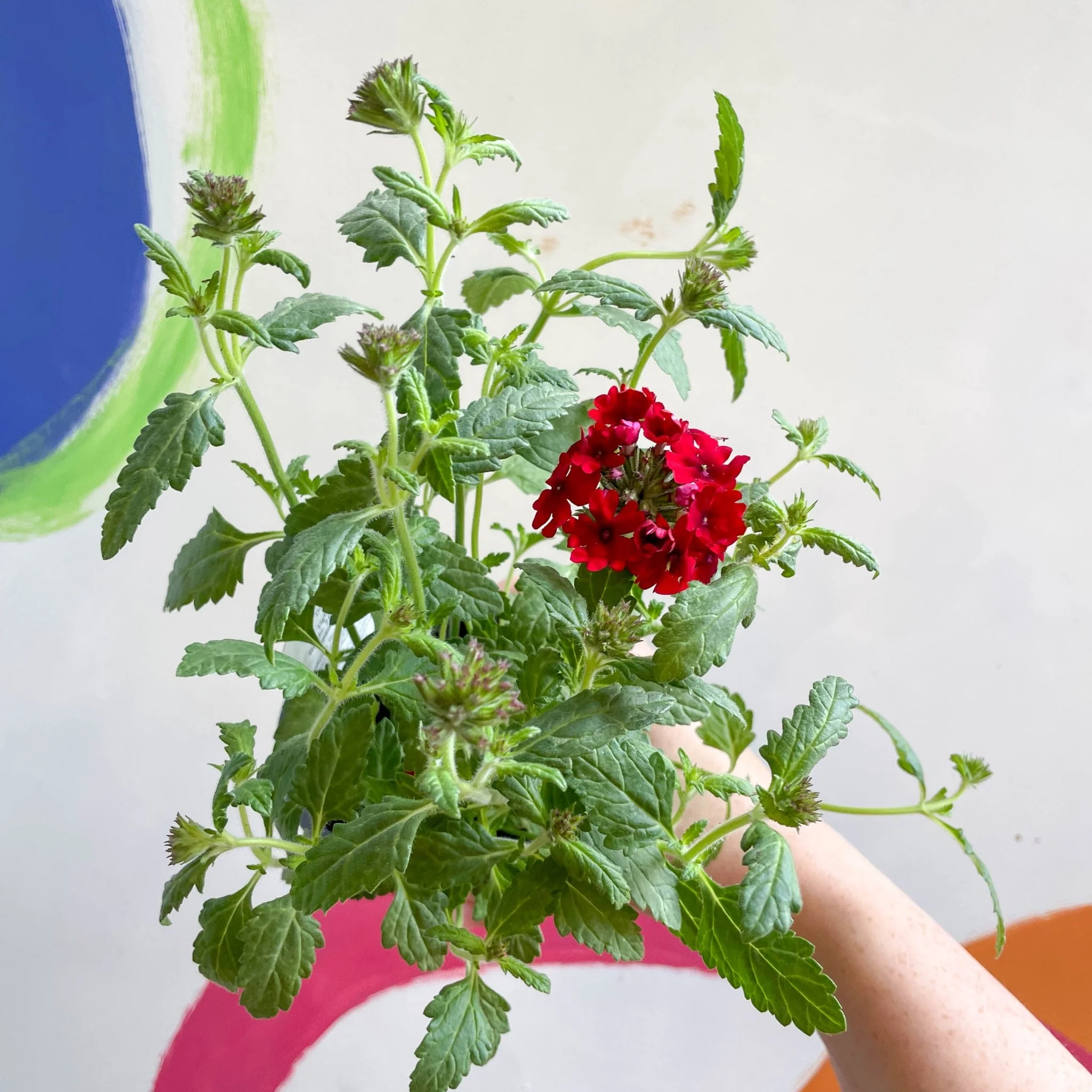 Red Verbena 'Showboat Dark Red' - British Grown - Image 4