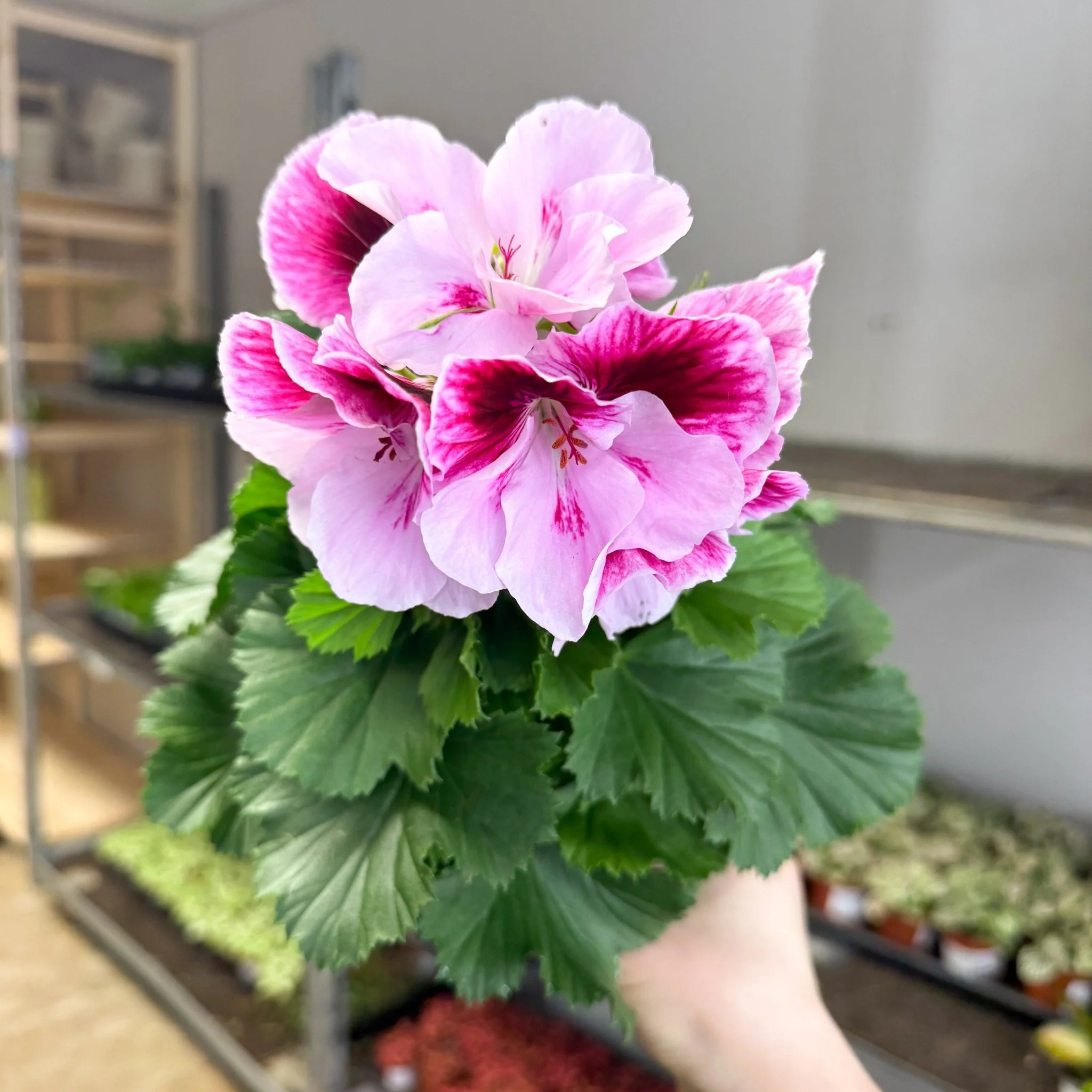 Regal Pelargonium ‘Bella Donna’ – Blush & Hot Pink - Image 4