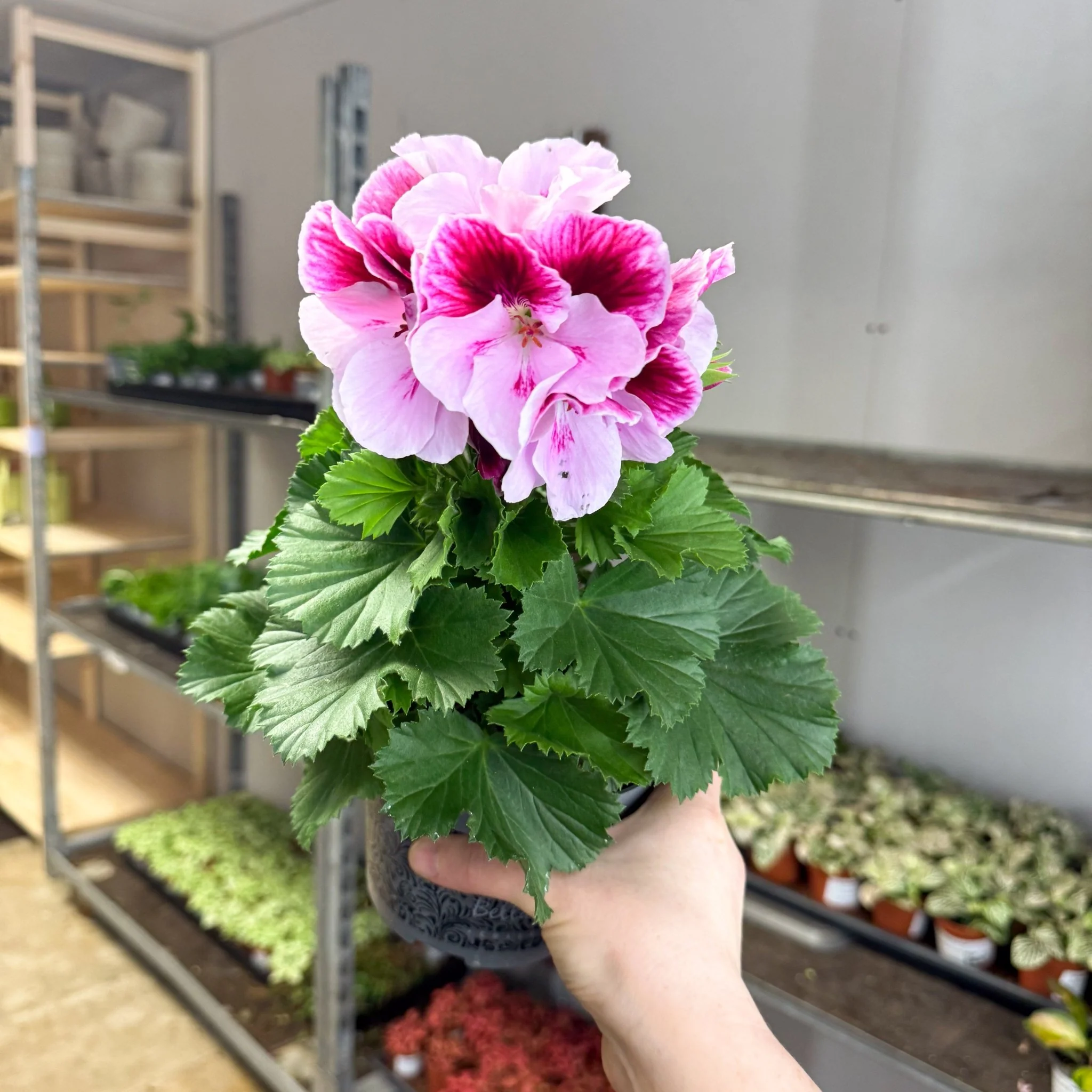 Regal Pelargonium ‘Bella Donna’ – Blush & Hot Pink - Image 7