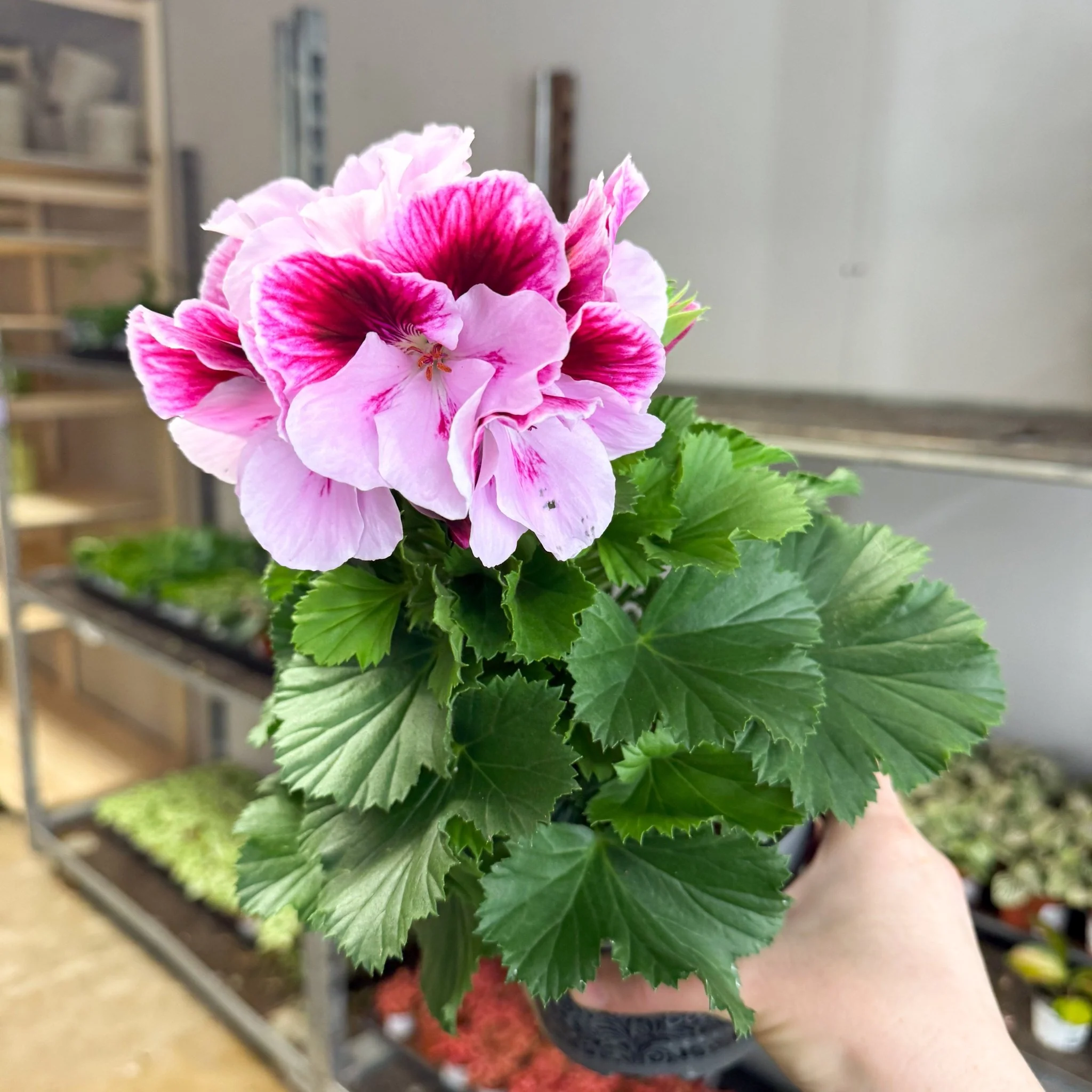 Regal Pelargonium ‘Bella Donna’ – Blush & Hot Pink - Image 8