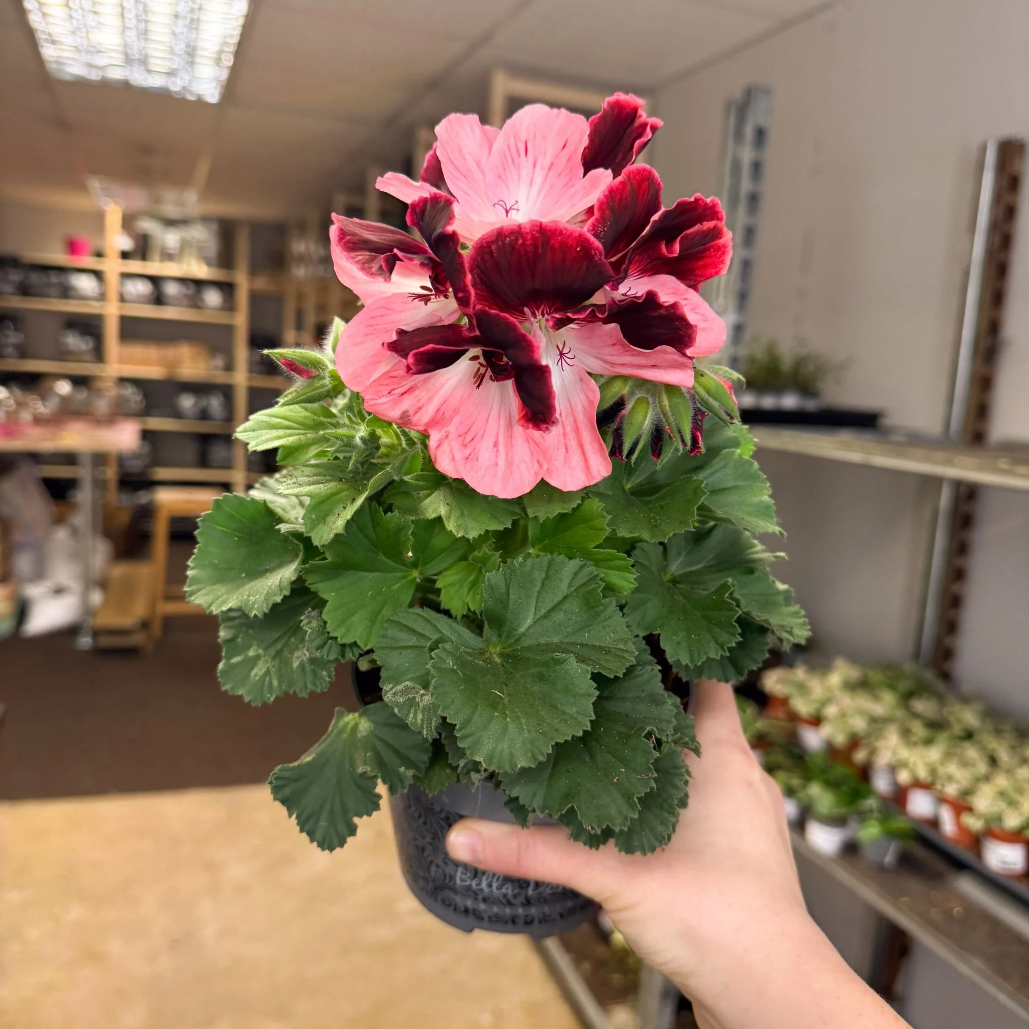 Regal Pelargonium ‘Bella Donna’ – Coral & Crimson