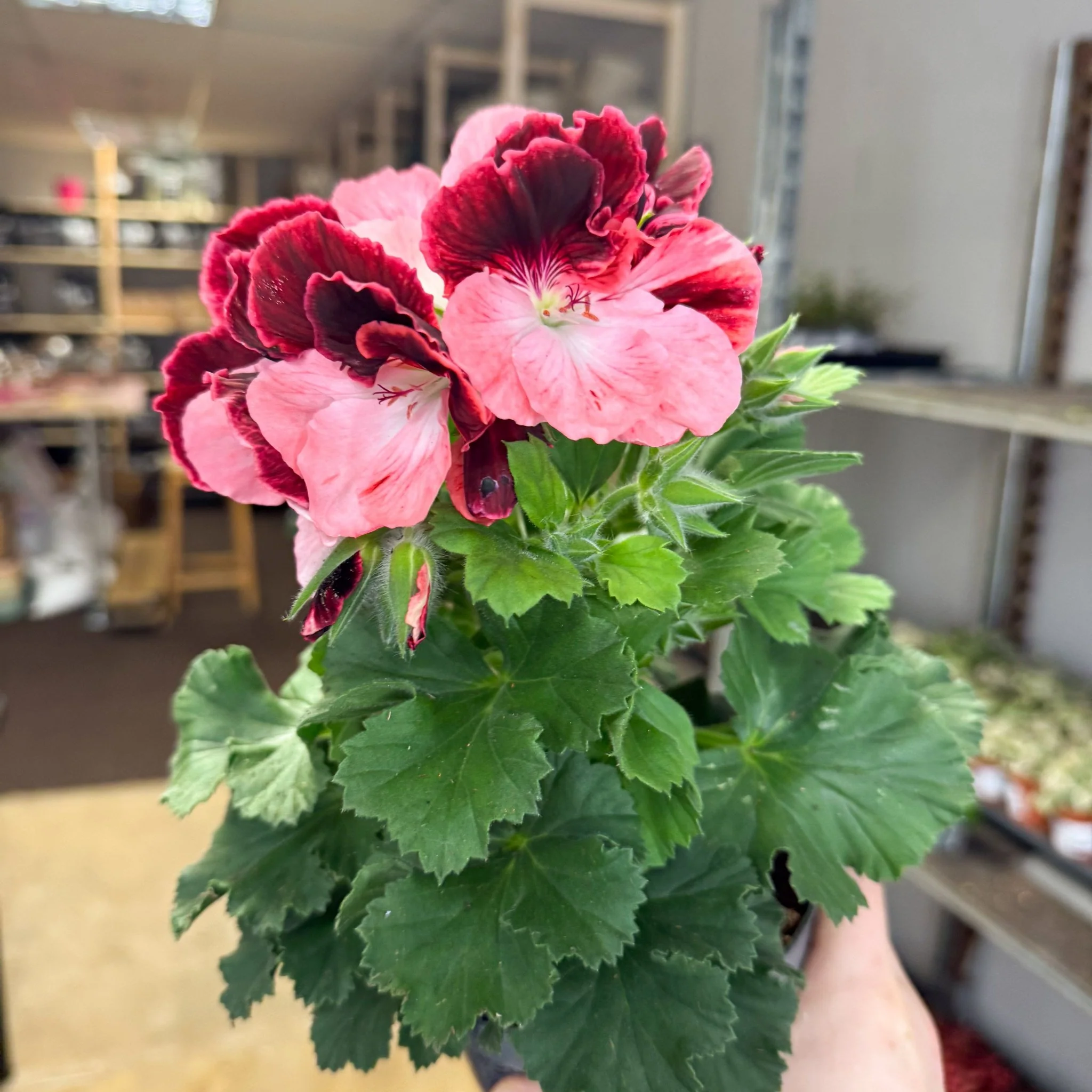 Regal Pelargonium ‘Bella Donna’ – Coral & Crimson - Image 2