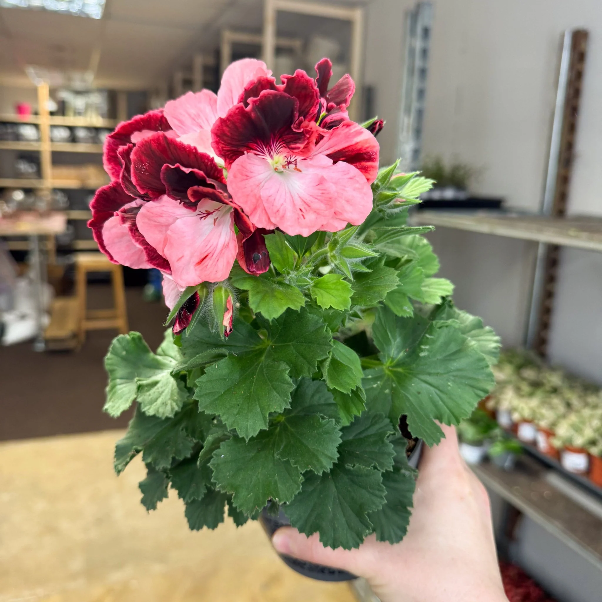 Regal Pelargonium ‘Bella Donna’ – Coral & Crimson - Image 3