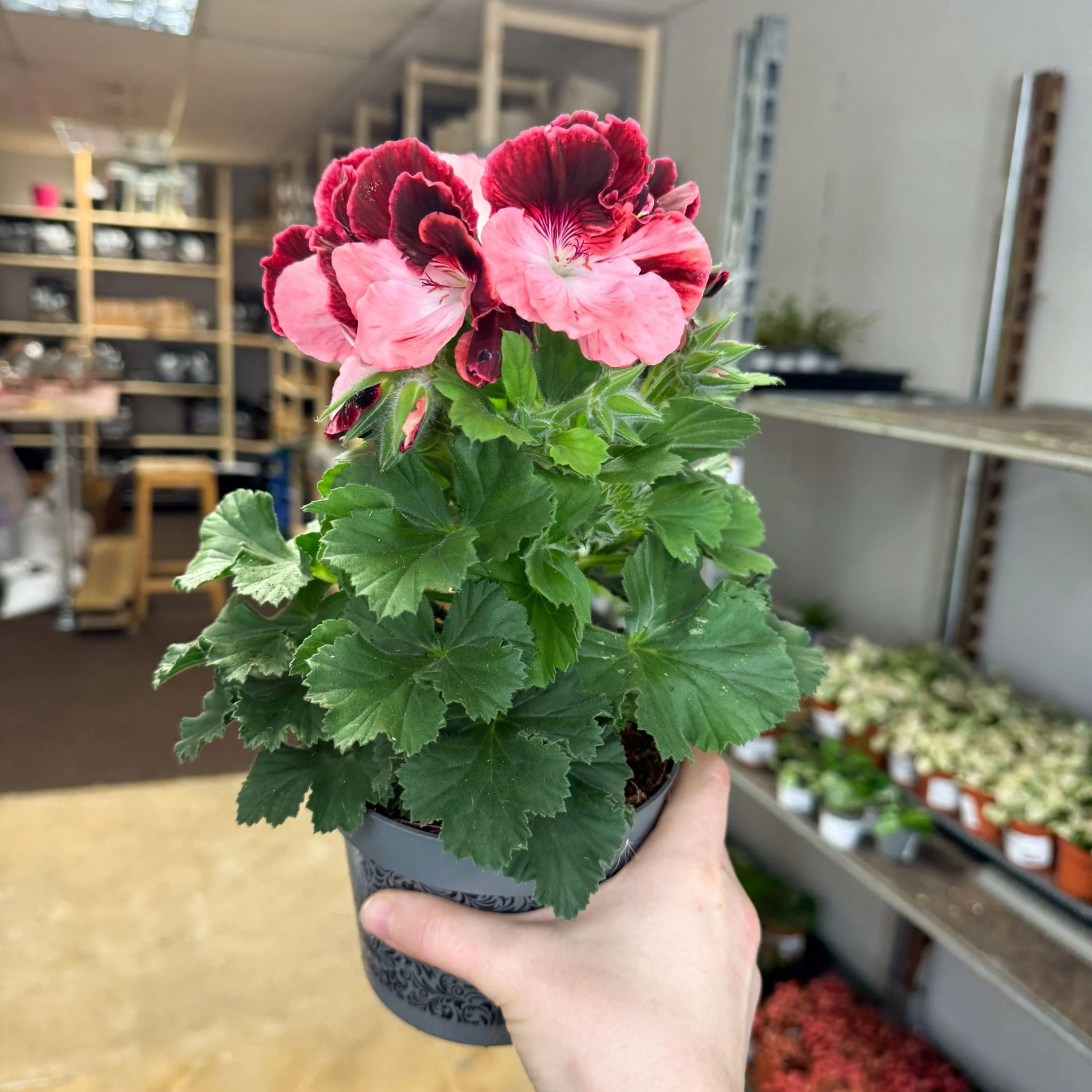 Regal Pelargonium ‘Bella Donna’ – Coral & Crimson - Image 4