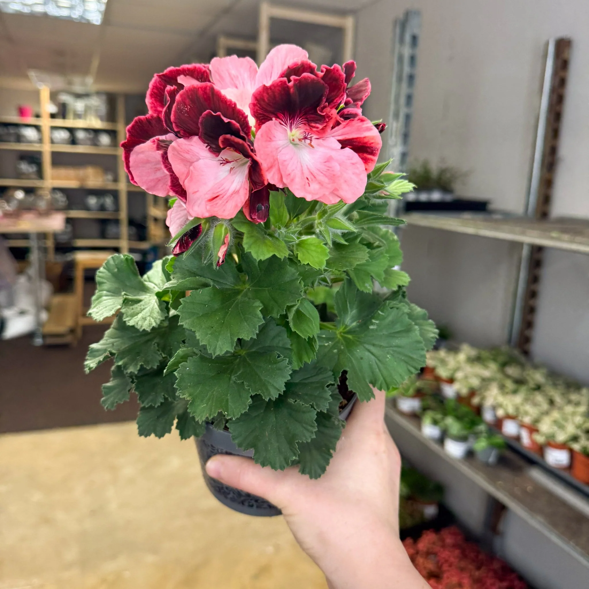 Regal Pelargonium ‘Bella Donna’ – Coral & Crimson - Image 5