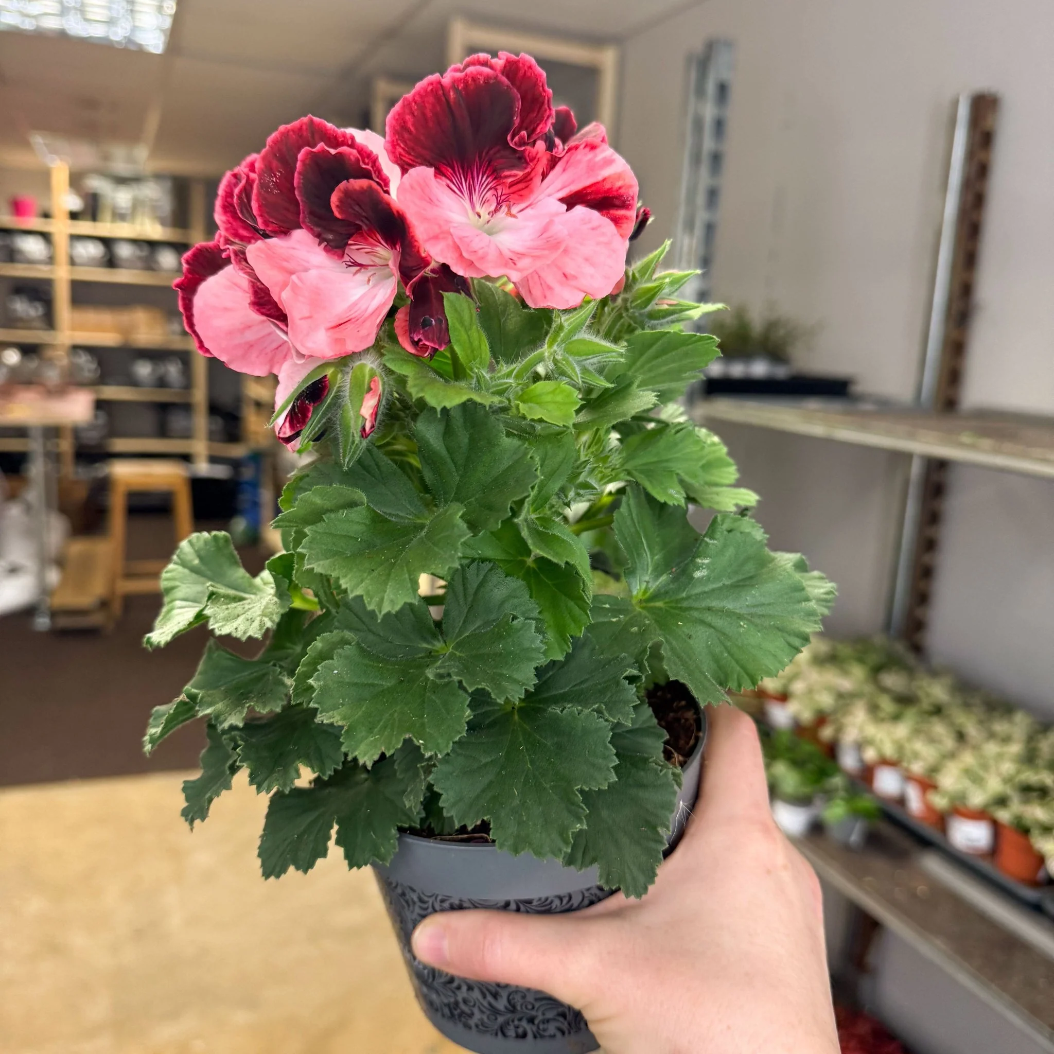 Regal Pelargonium ‘Bella Donna’ – Coral & Crimson - Image 6
