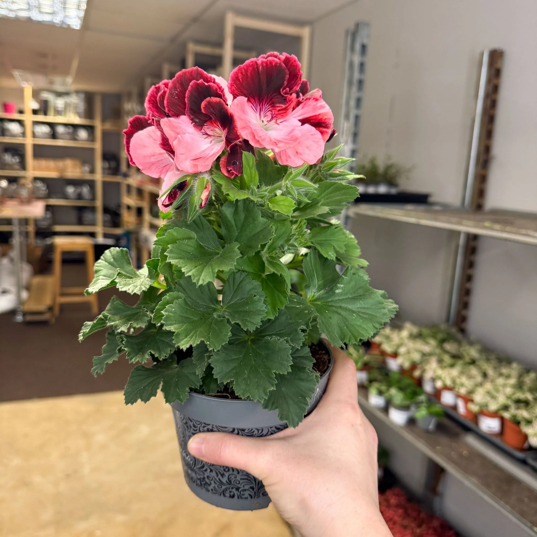 Regal Pelargonium ‘Bella Donna’ – Coral & Crimson - Image 7