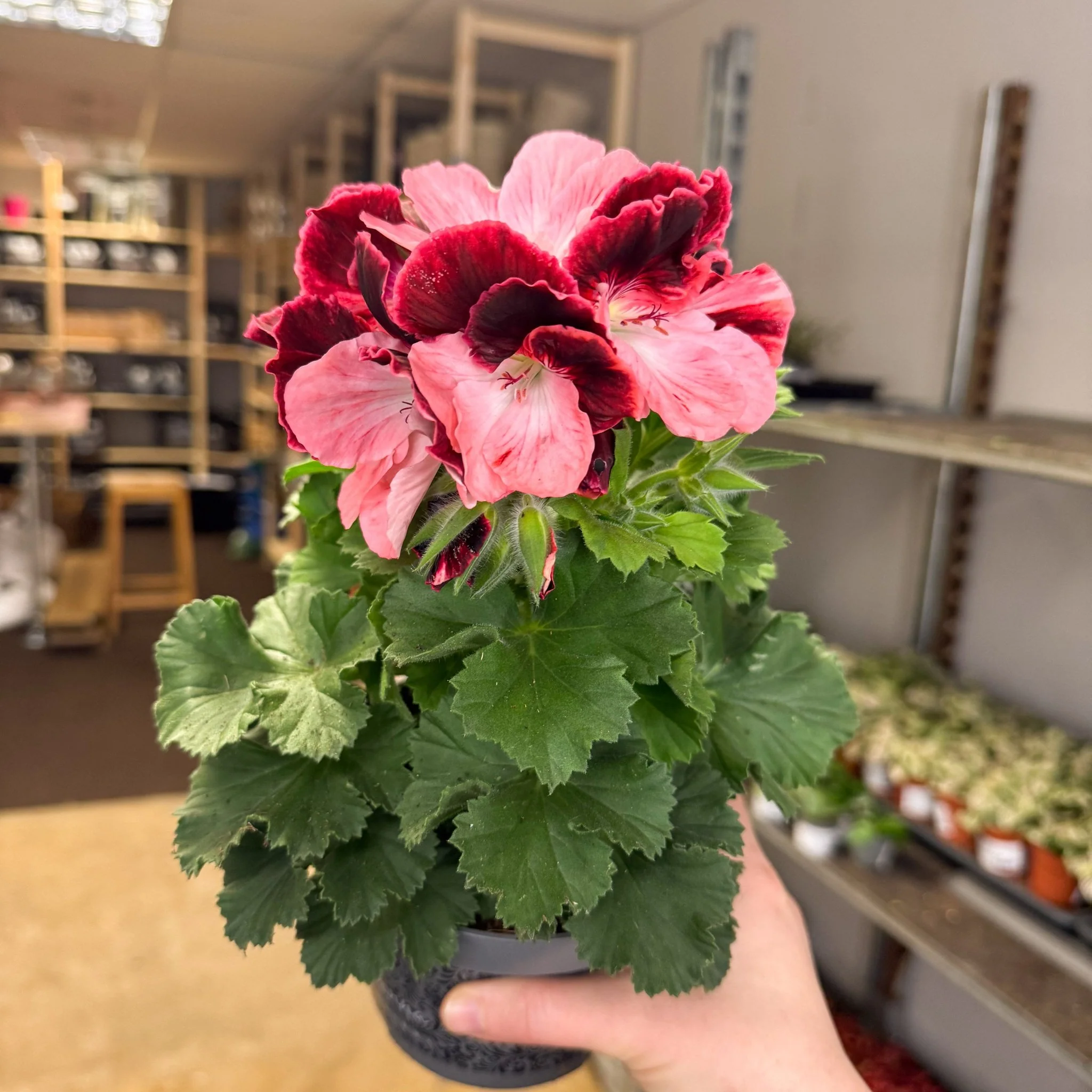 Regal Pelargonium ‘Bella Donna’ – Coral & Crimson - Image 8