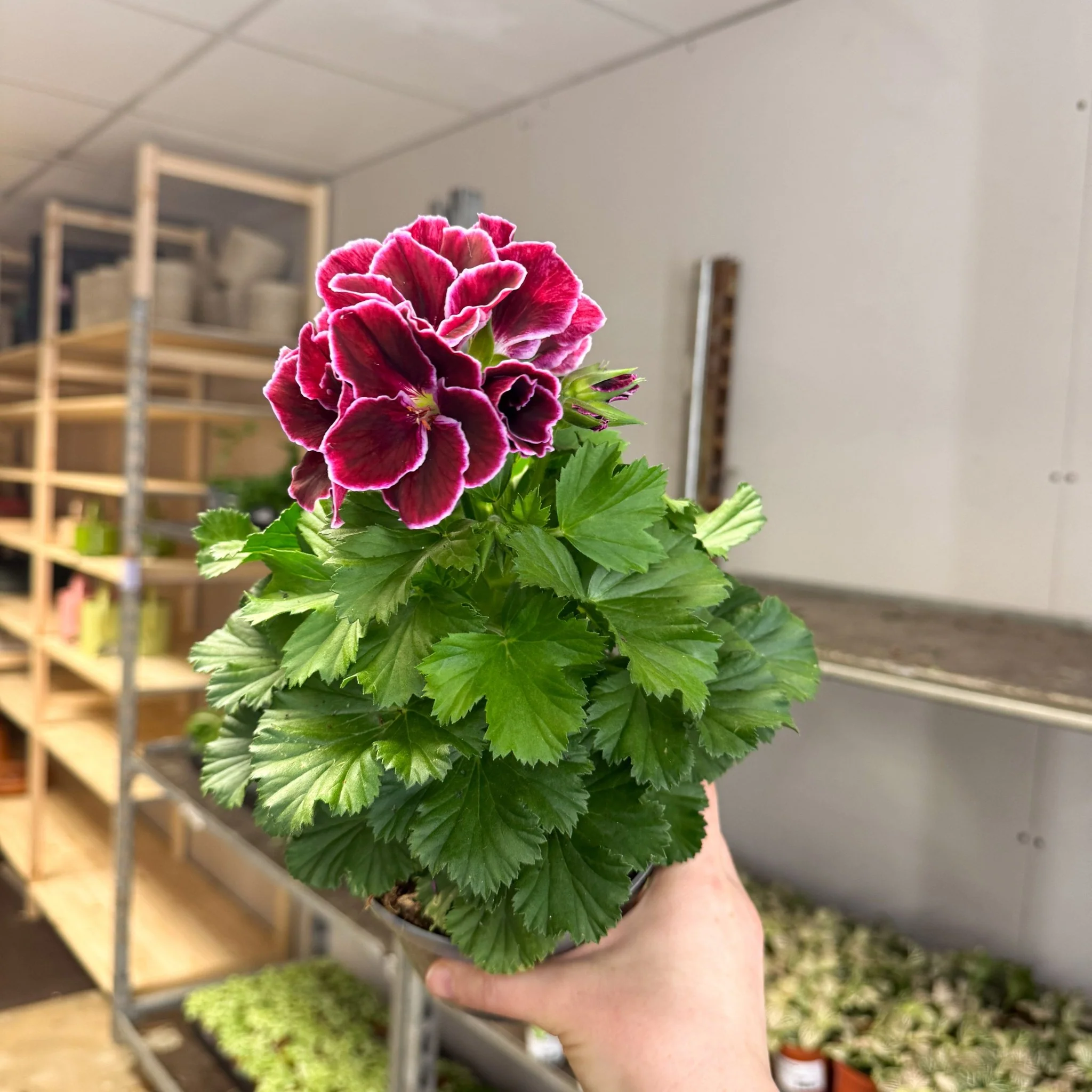 Regal Pelargonium ‘Bella Donna, Don Bliss’ – Plum & Raspberry