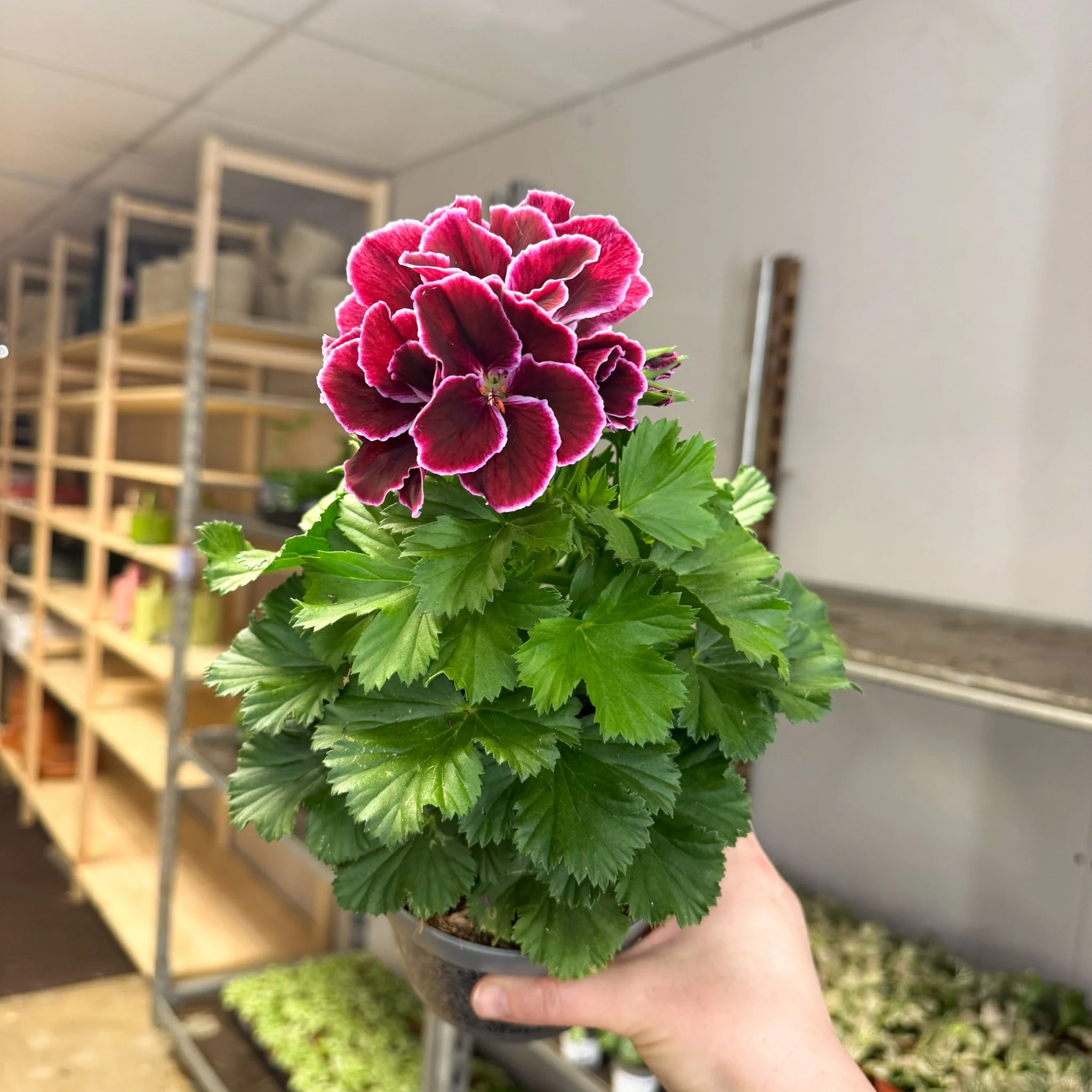 Regal Pelargonium ‘Bella Donna, Don Bliss’ – Plum & Raspberry - Image 10