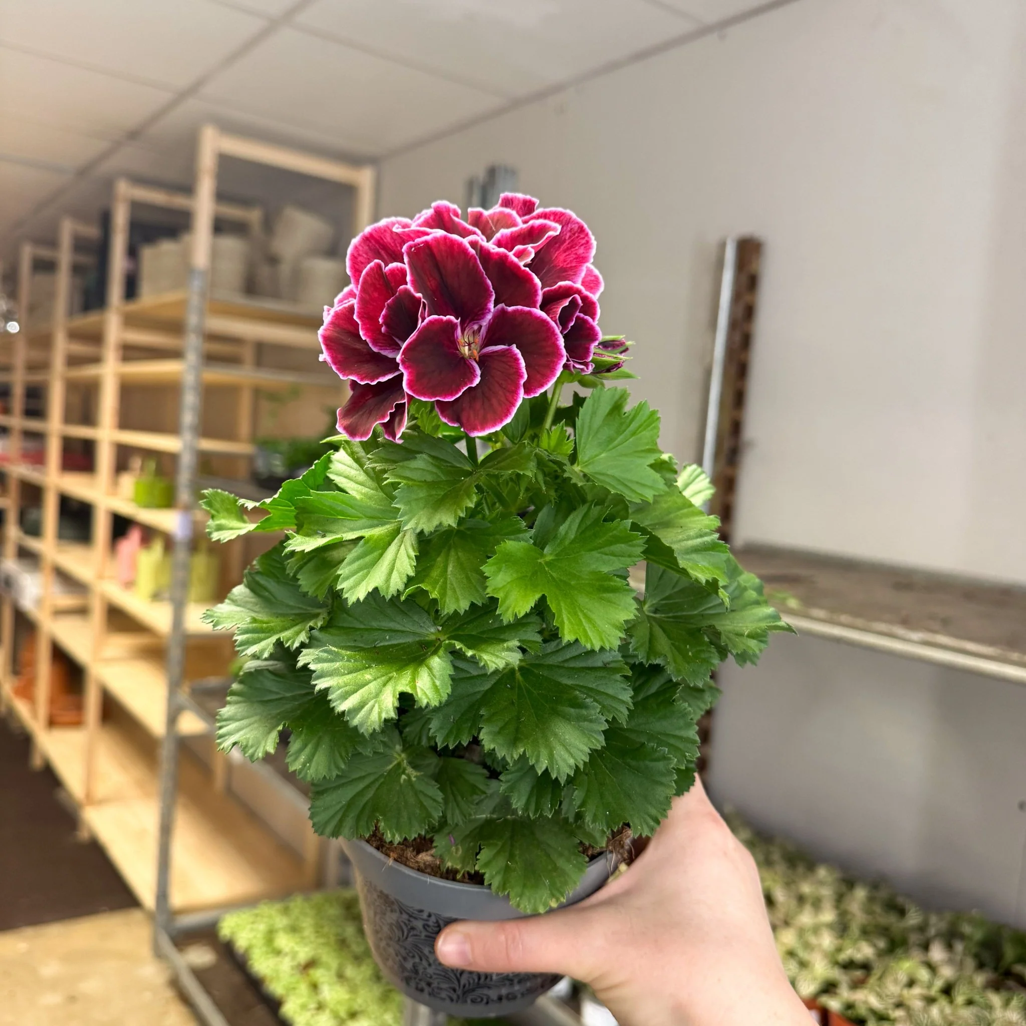Regal Pelargonium ‘Bella Donna, Don Bliss’ – Plum & Raspberry - Image 11