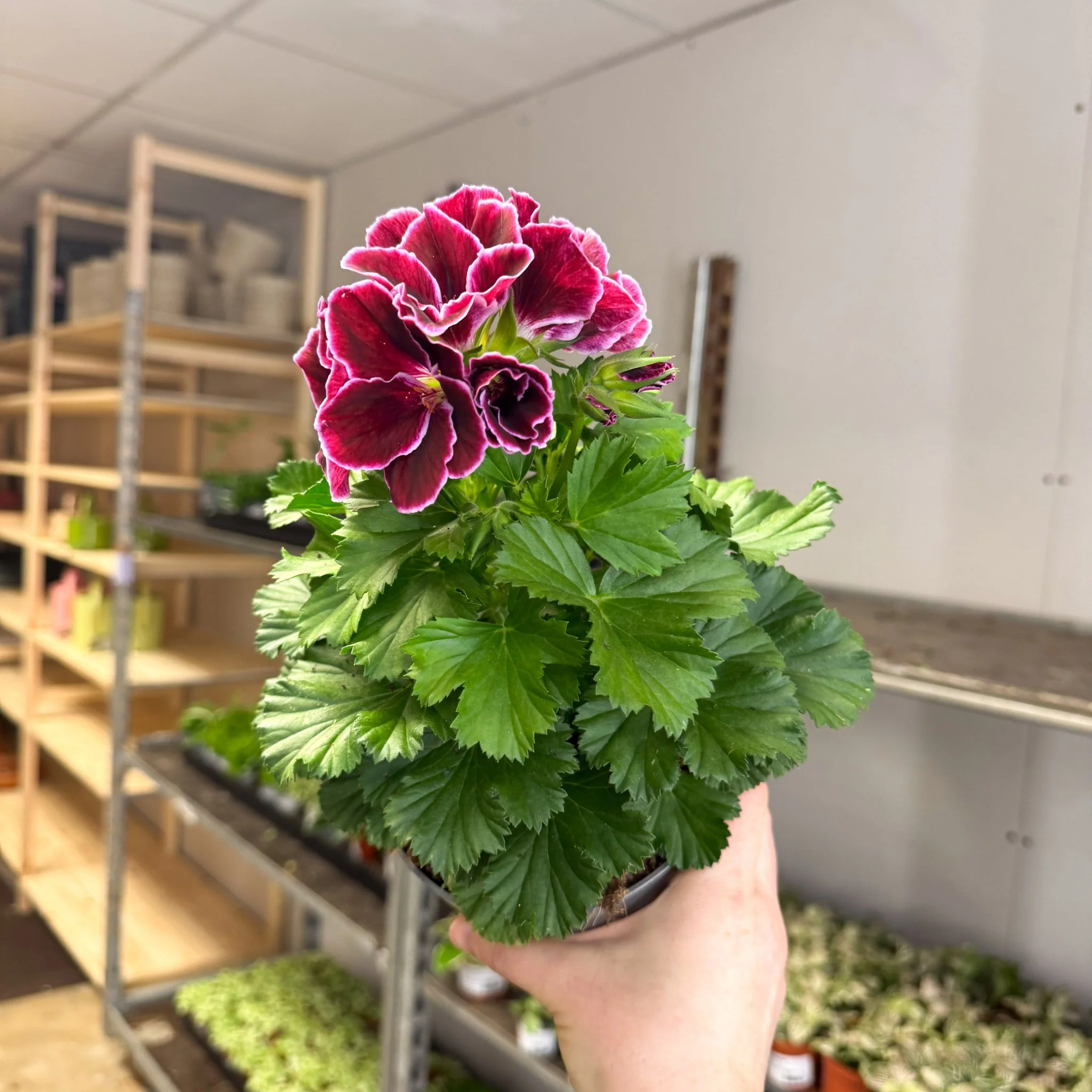 Regal Pelargonium ‘Bella Donna, Don Bliss’ – Plum & Raspberry - Image 2