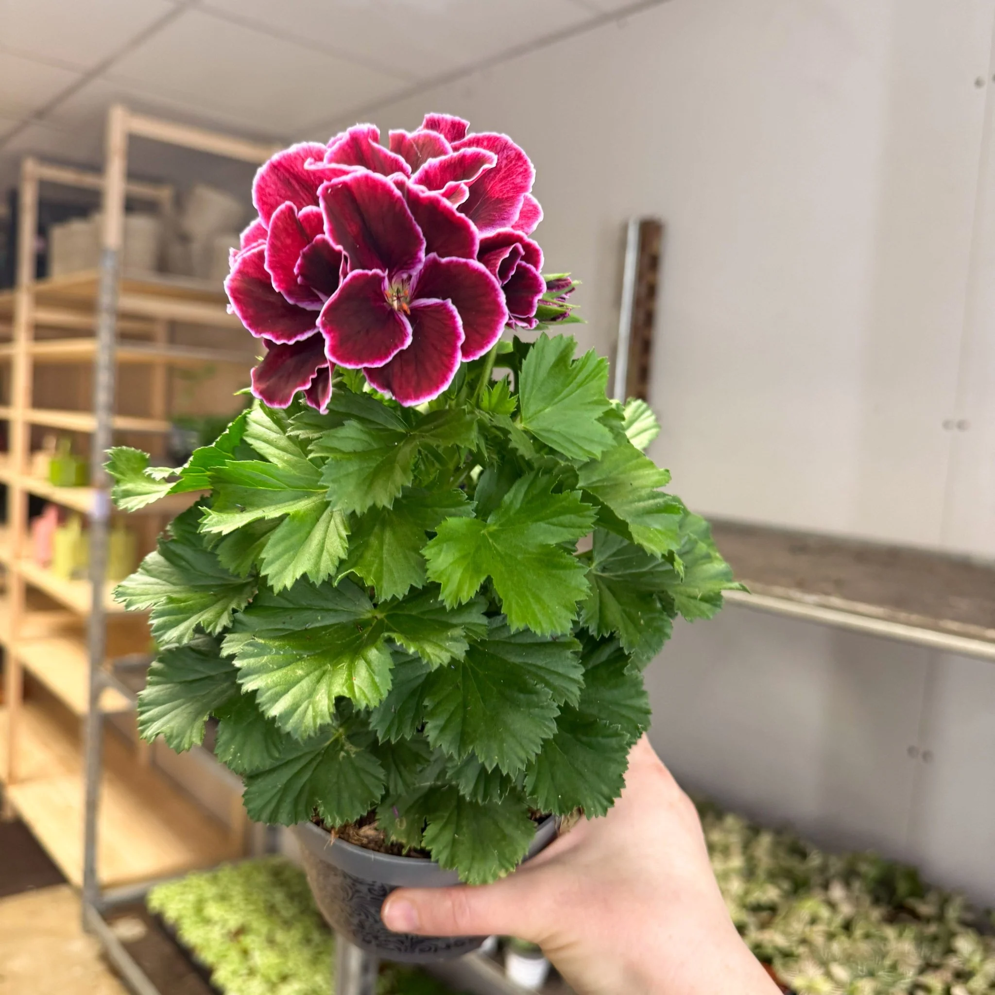 Regal Pelargonium ‘Bella Donna, Don Bliss’ – Plum & Raspberry - Image 3