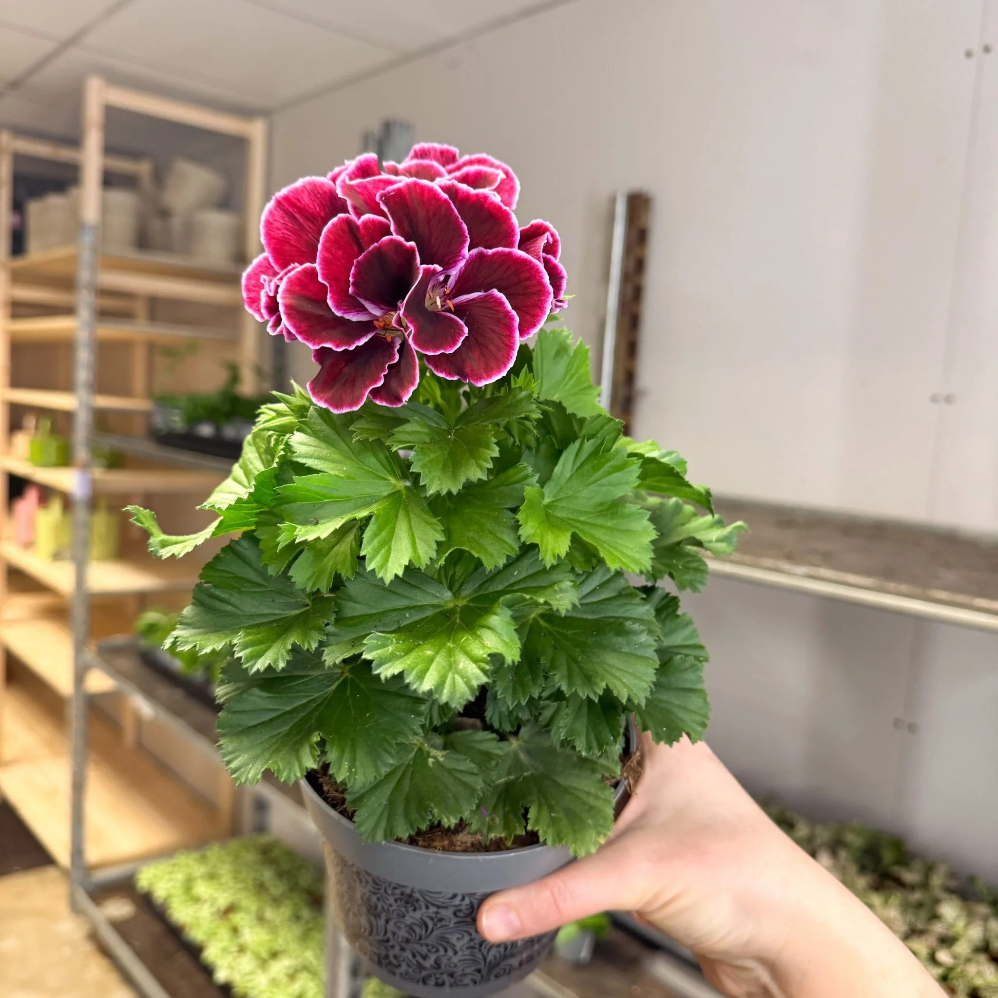 Regal Pelargonium ‘Bella Donna, Don Bliss’ – Plum & Raspberry - Image 4