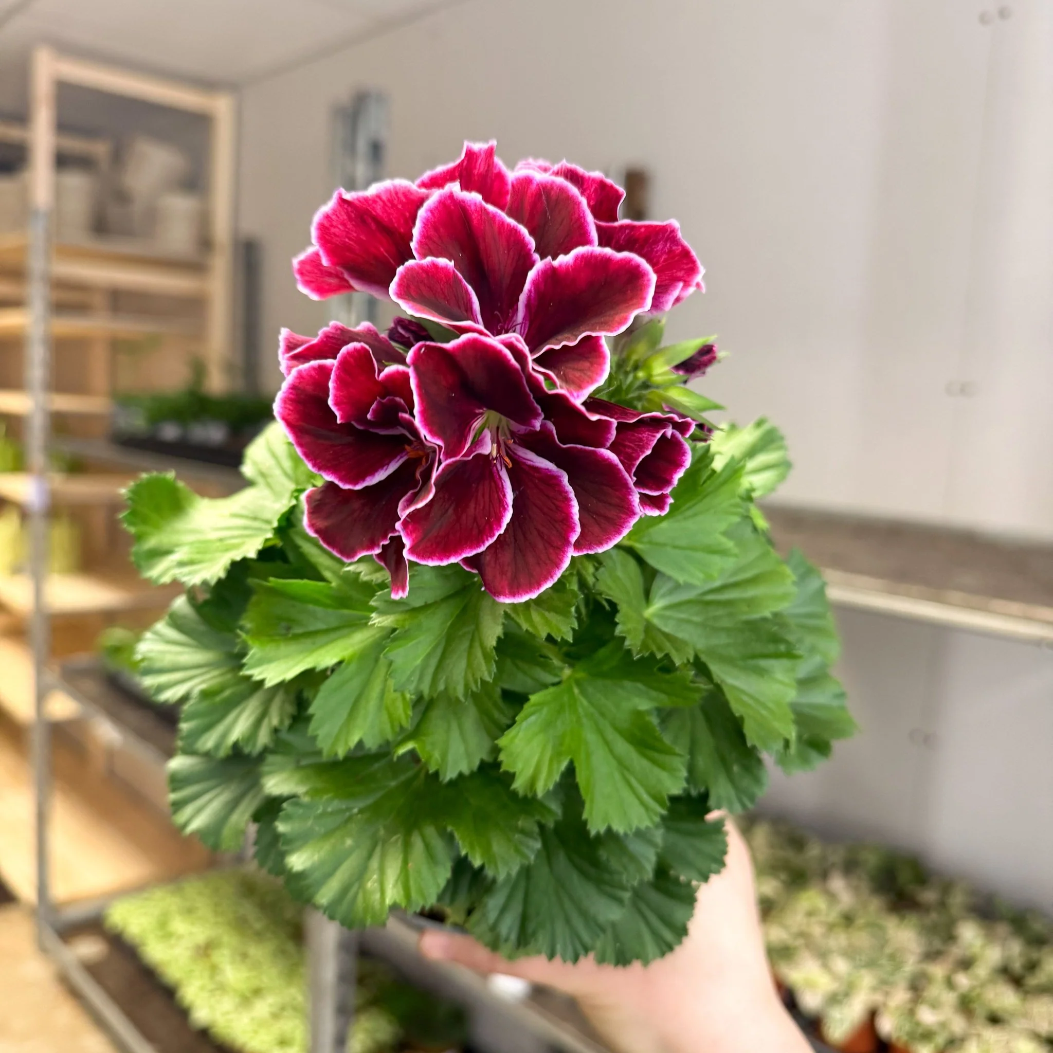 Regal Pelargonium ‘Bella Donna, Don Bliss’ – Plum & Raspberry - Image 5