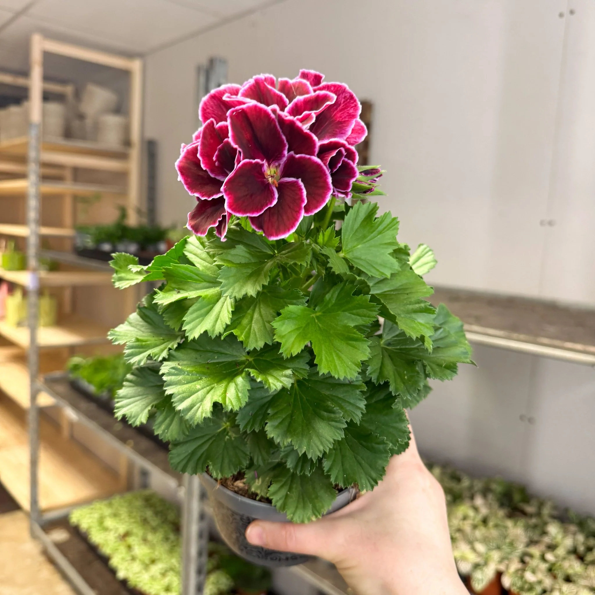 Regal Pelargonium ‘Bella Donna, Don Bliss’ – Plum & Raspberry - Image 6