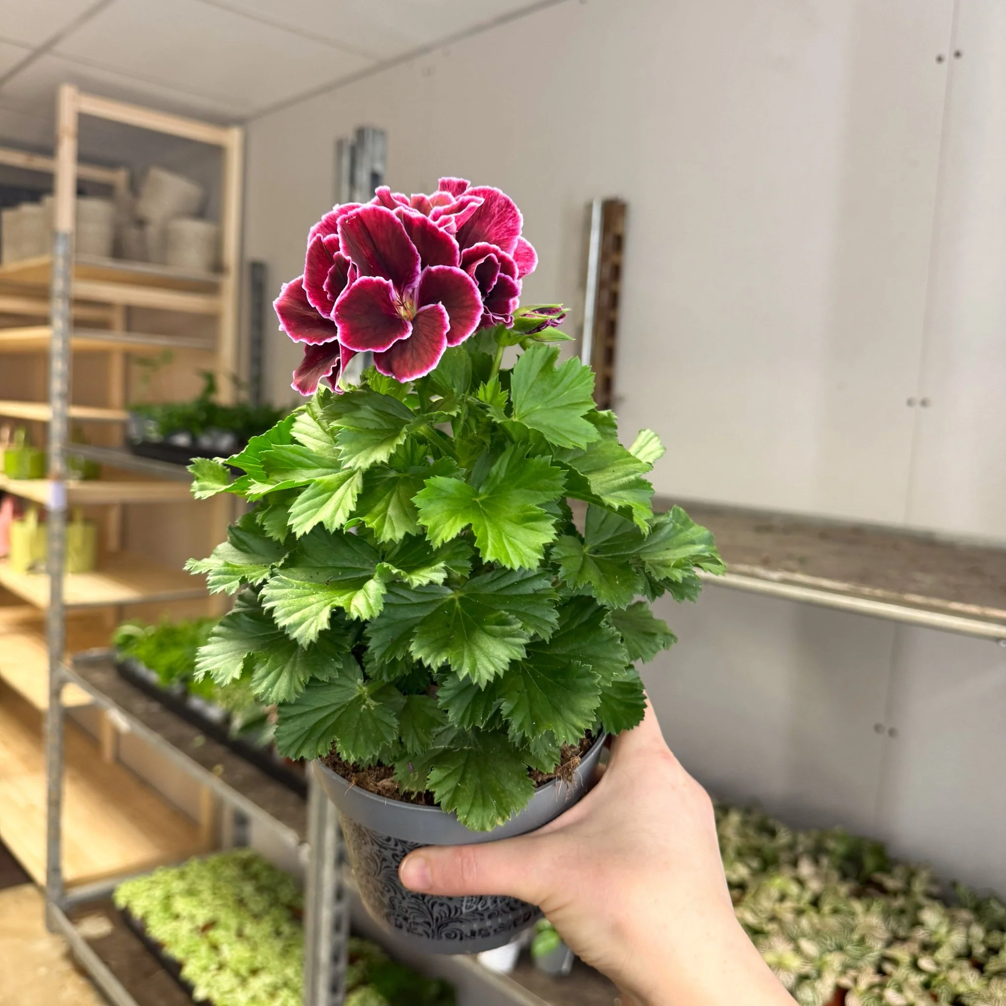 Regal Pelargonium ‘Bella Donna, Don Bliss’ – Plum & Raspberry - Image 7