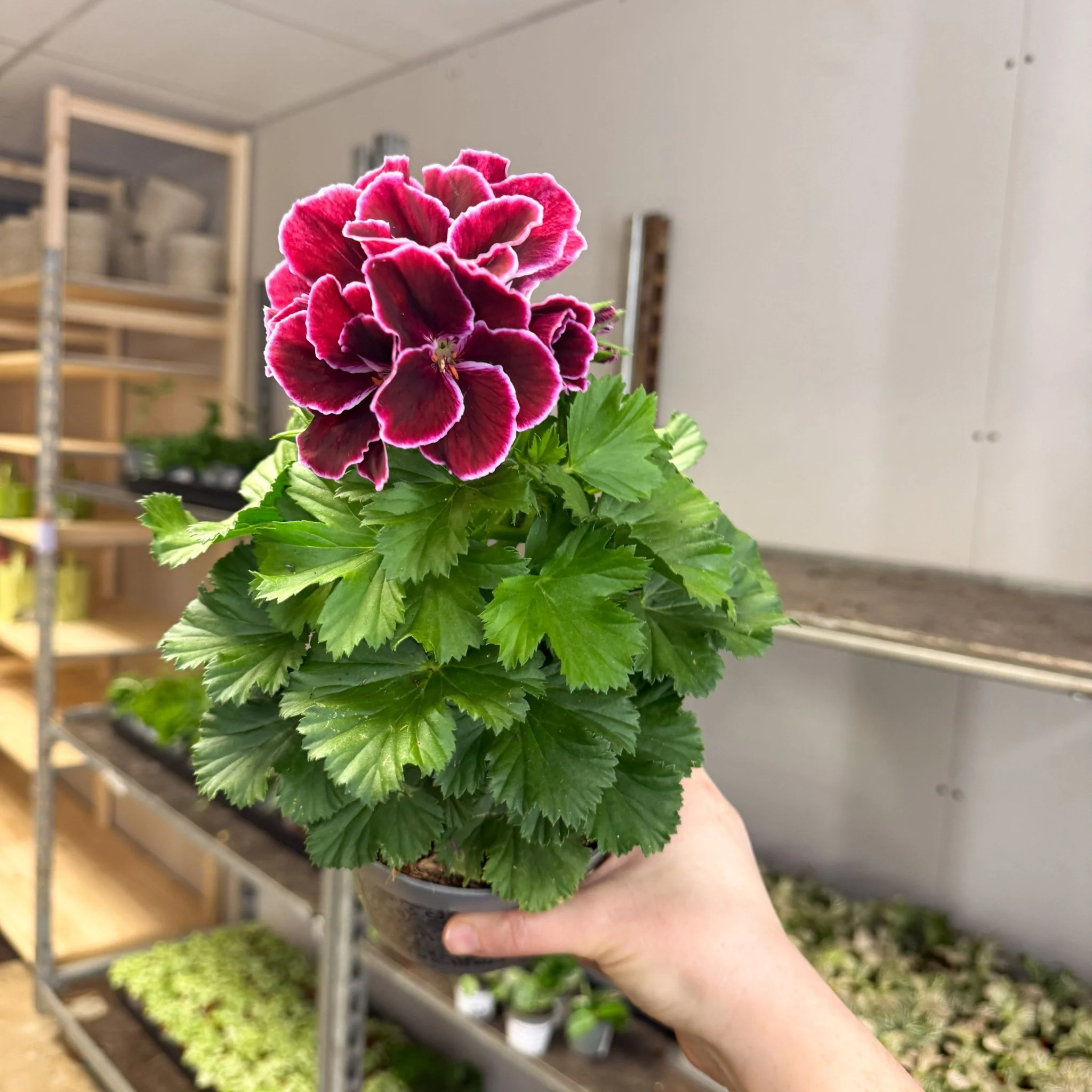 Regal Pelargonium ‘Bella Donna, Don Bliss’ – Plum & Raspberry - Image 8