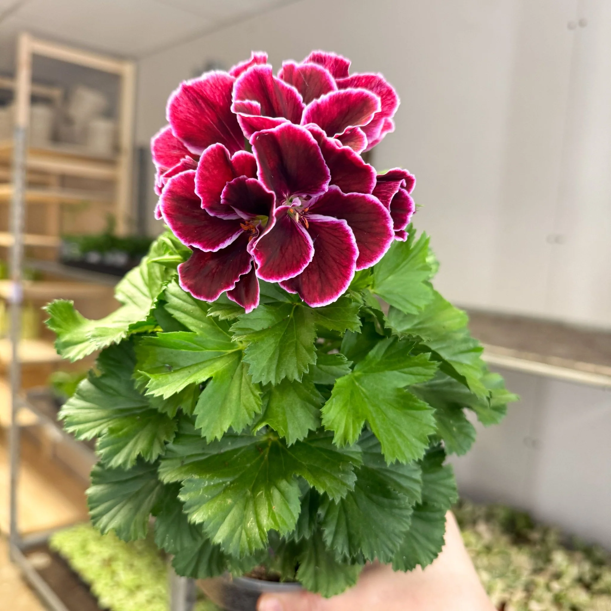 Regal Pelargonium ‘Bella Donna, Don Bliss’ – Plum & Raspberry - Image 9
