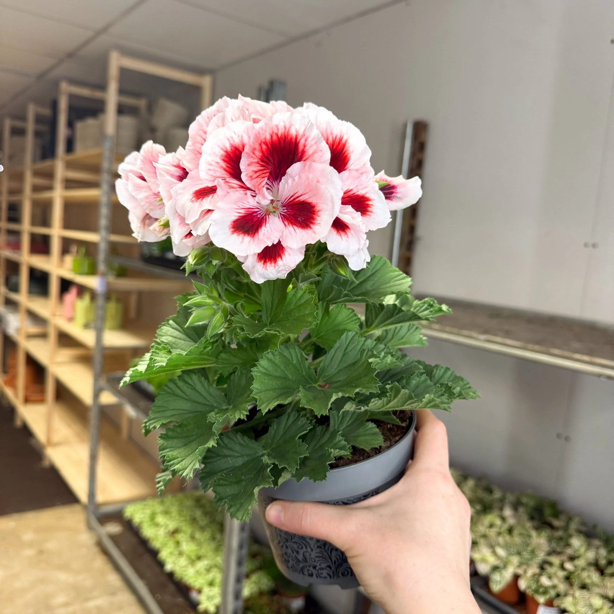 Regal Pelargonium ‘Bella Donna’ – White & Coral Flame - Image 10