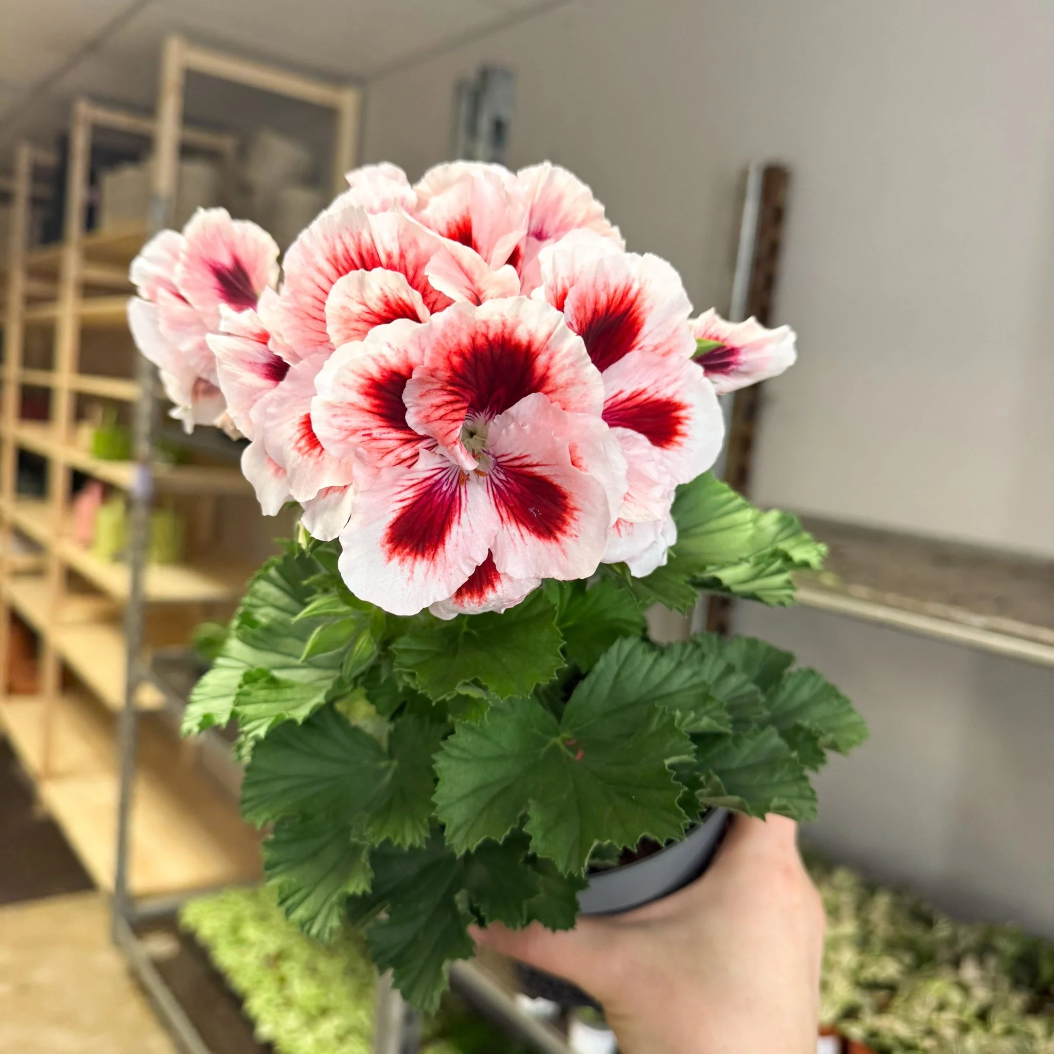 Regal Pelargonium ‘Bella Donna’ – White & Coral Flame - Image 12